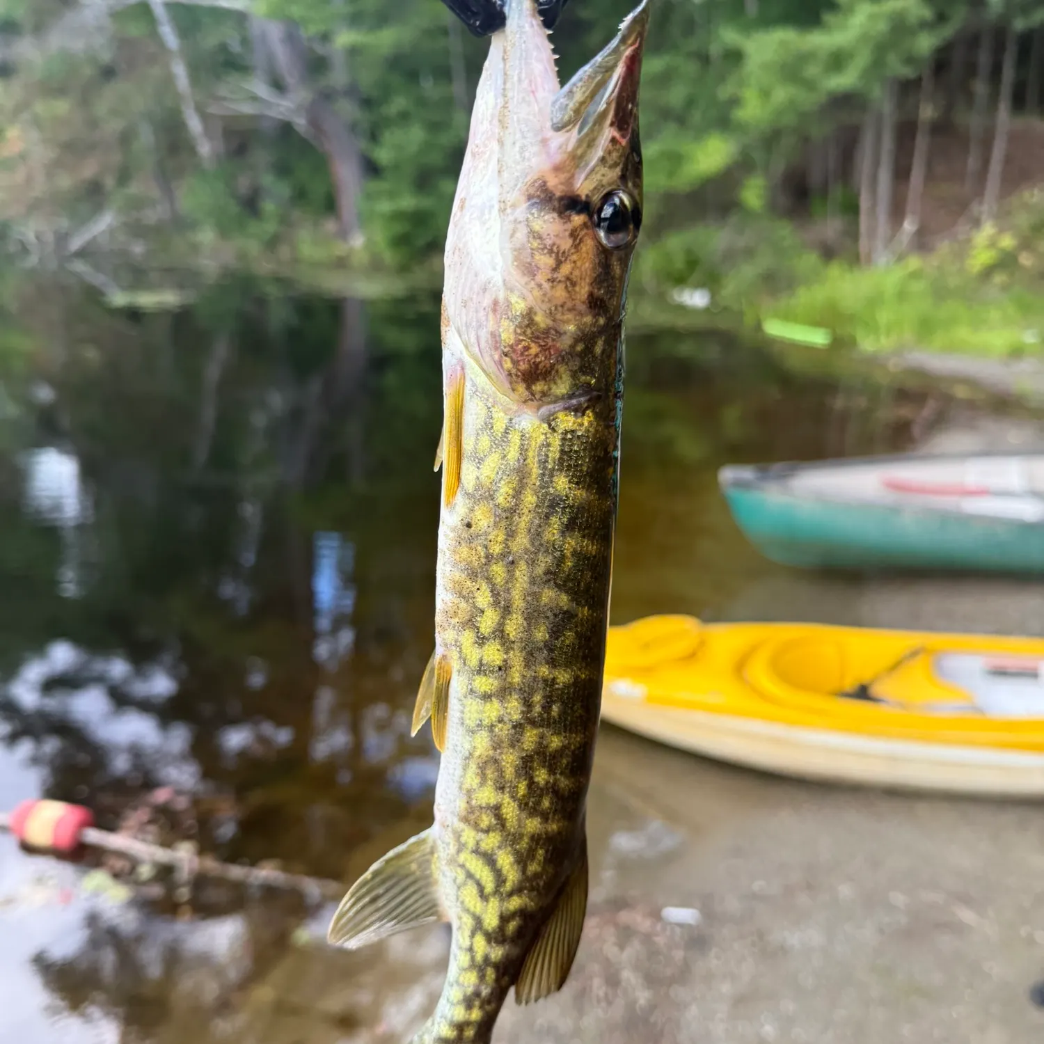 Chain pickerel caught on Fishbrain