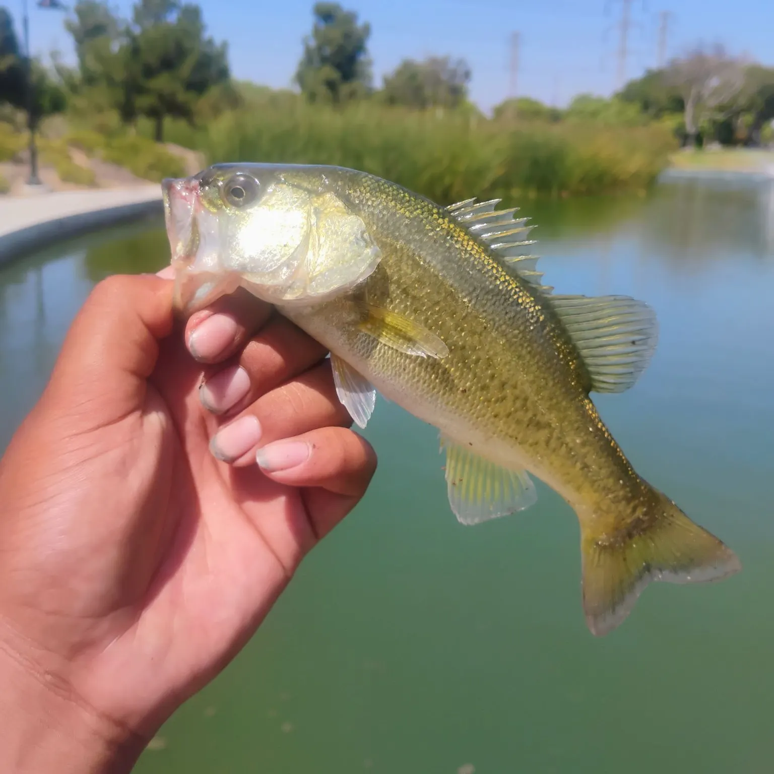 Largemouth bass caught on Fishbrain