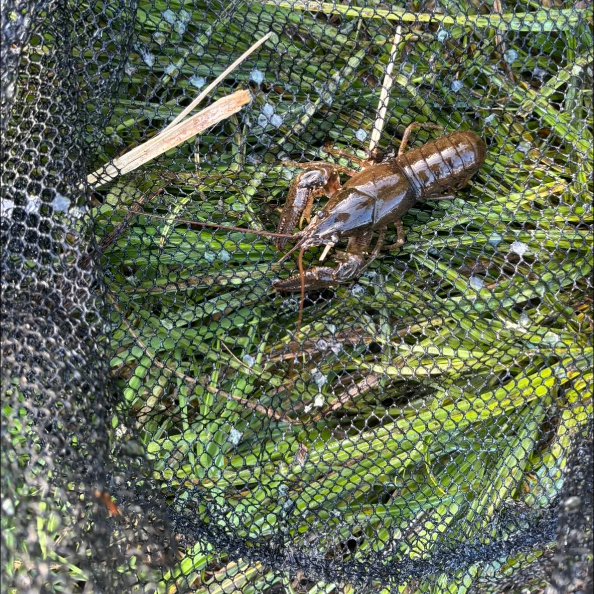 American lobster caught on Fishbrain