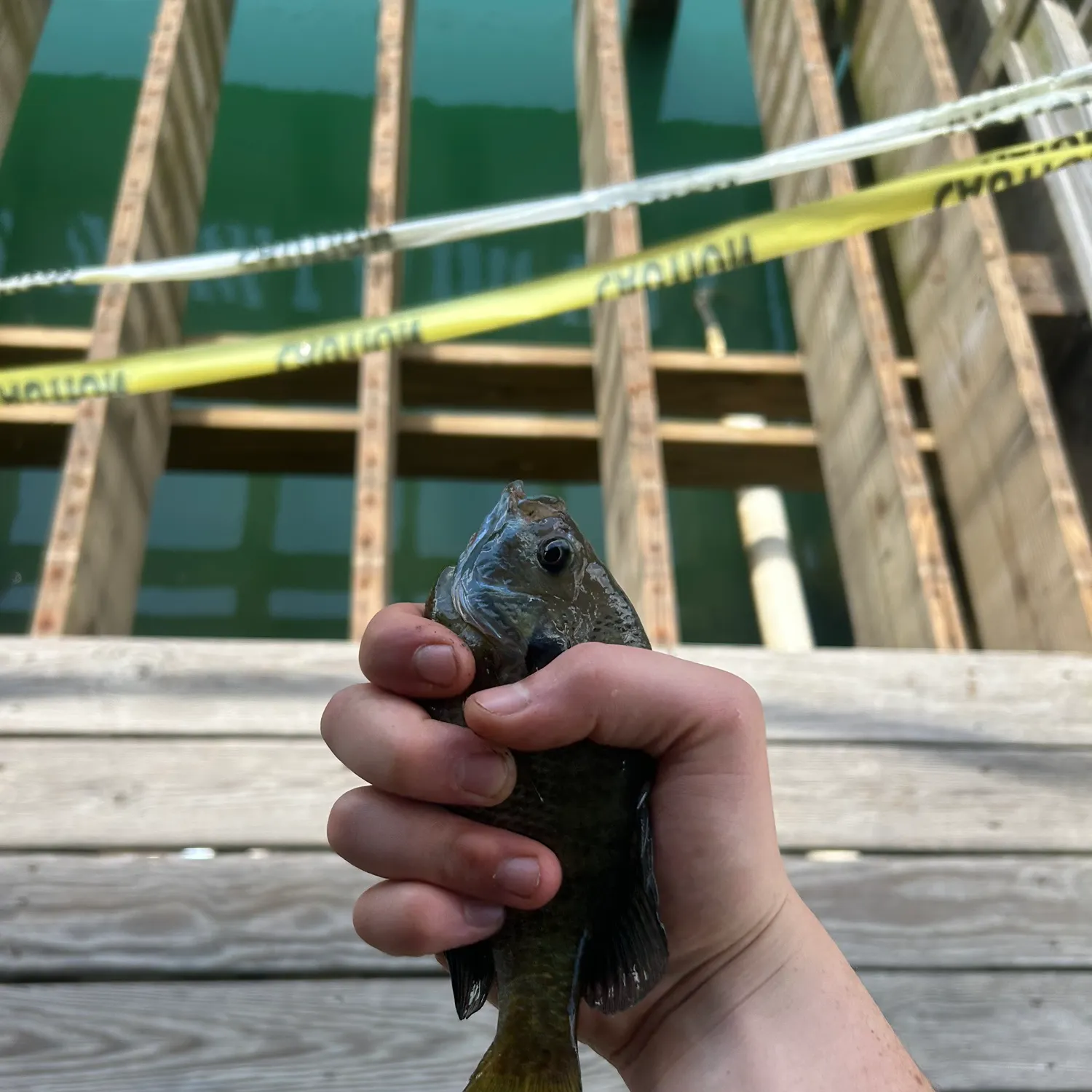 The most recent Bluegill catches on Fishbrain