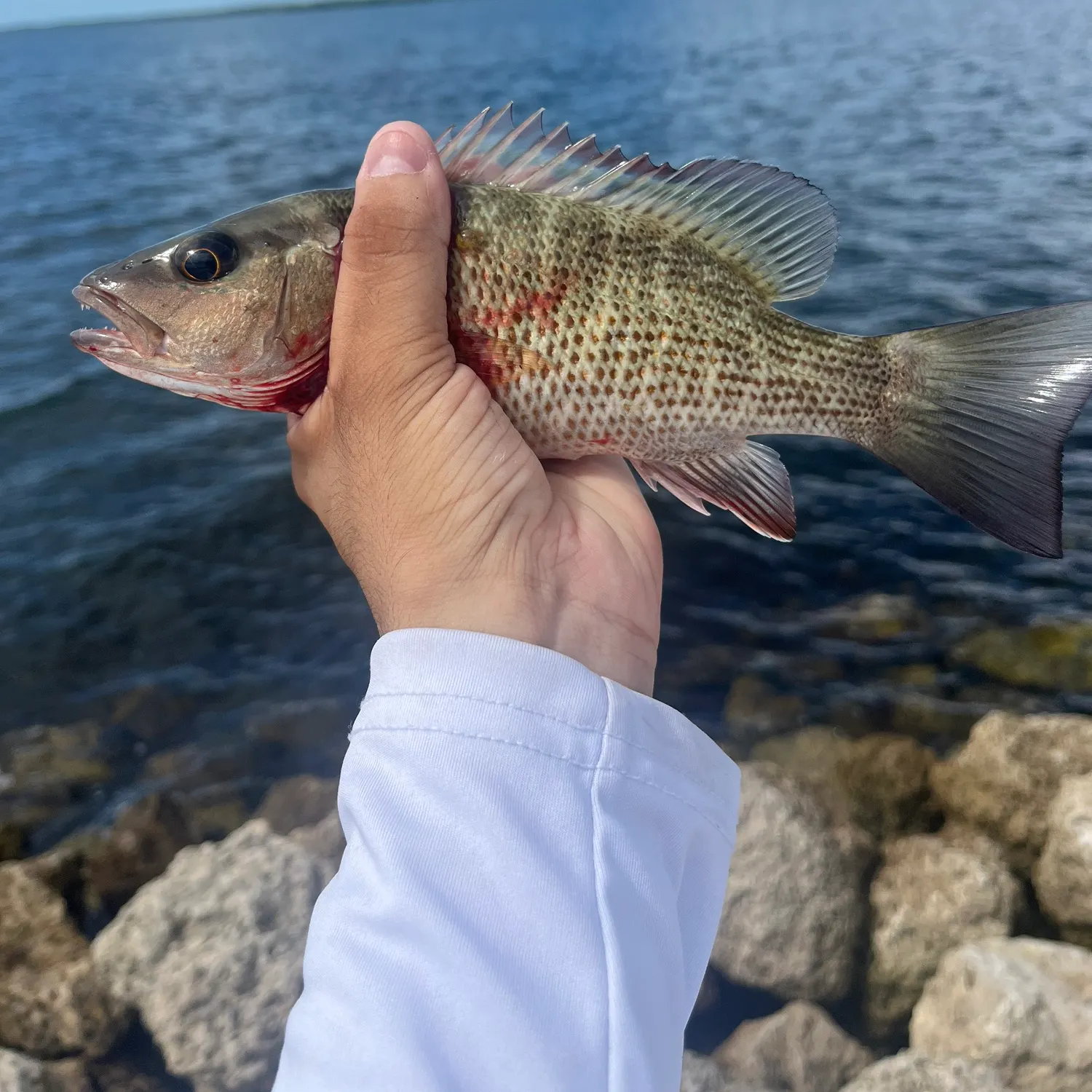 Mangrove snapper caught on Fishbrain