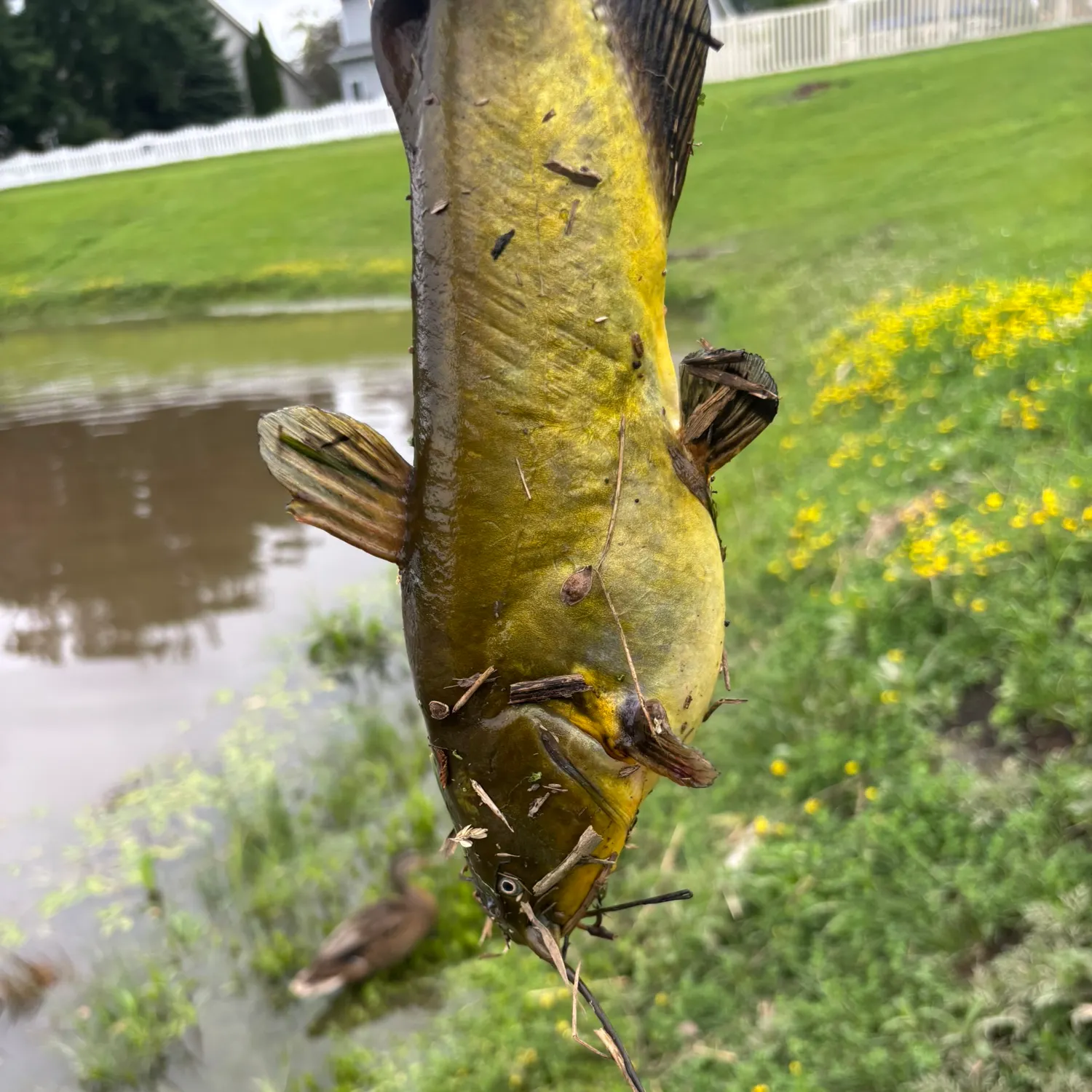 catch