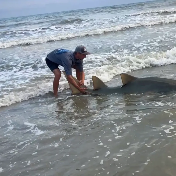 The most recent Largetooth sawfish catches on Fishbrain