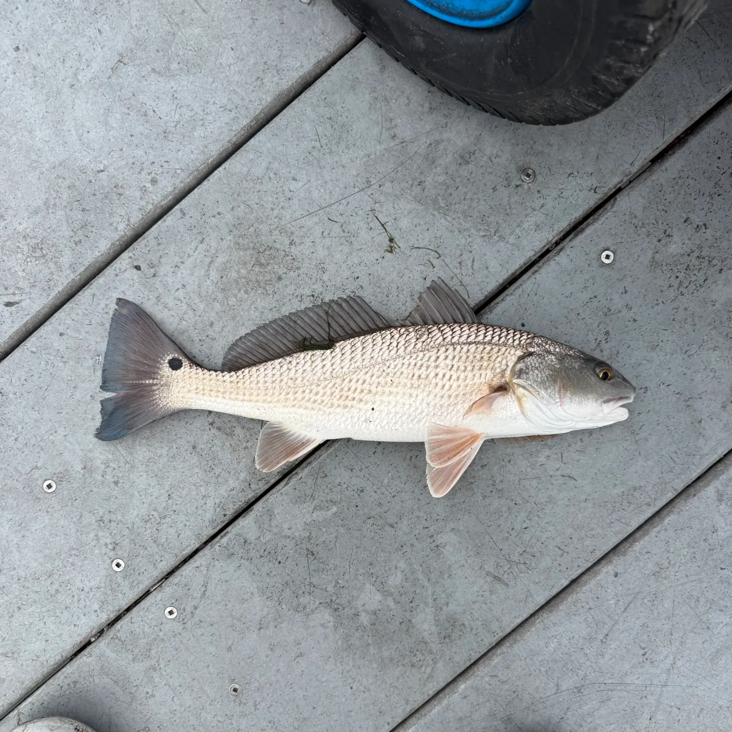 The most recent Red drum catches on Fishbrain