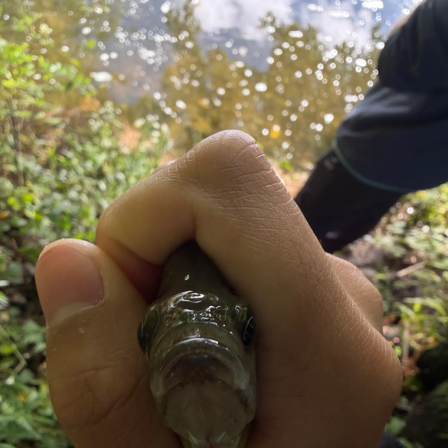 Bluegill caught on Fishbrain