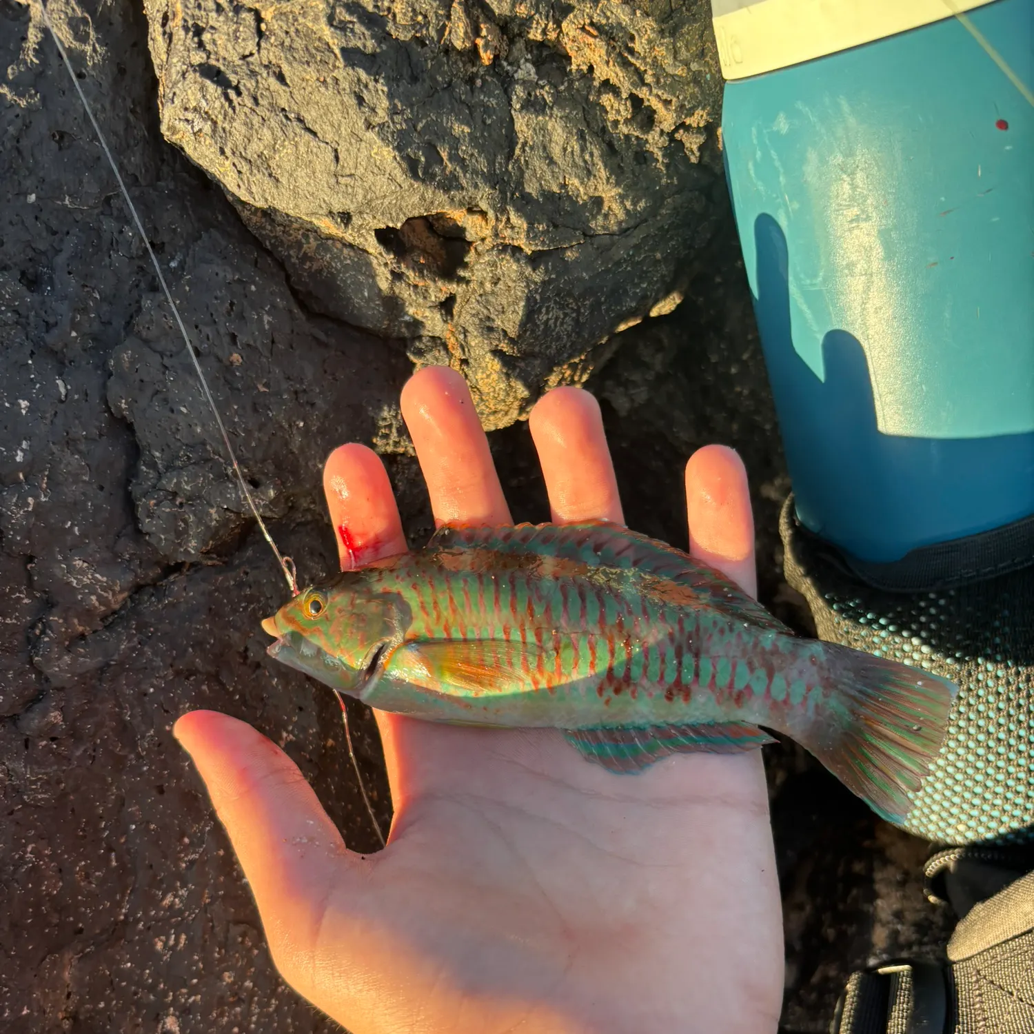catch