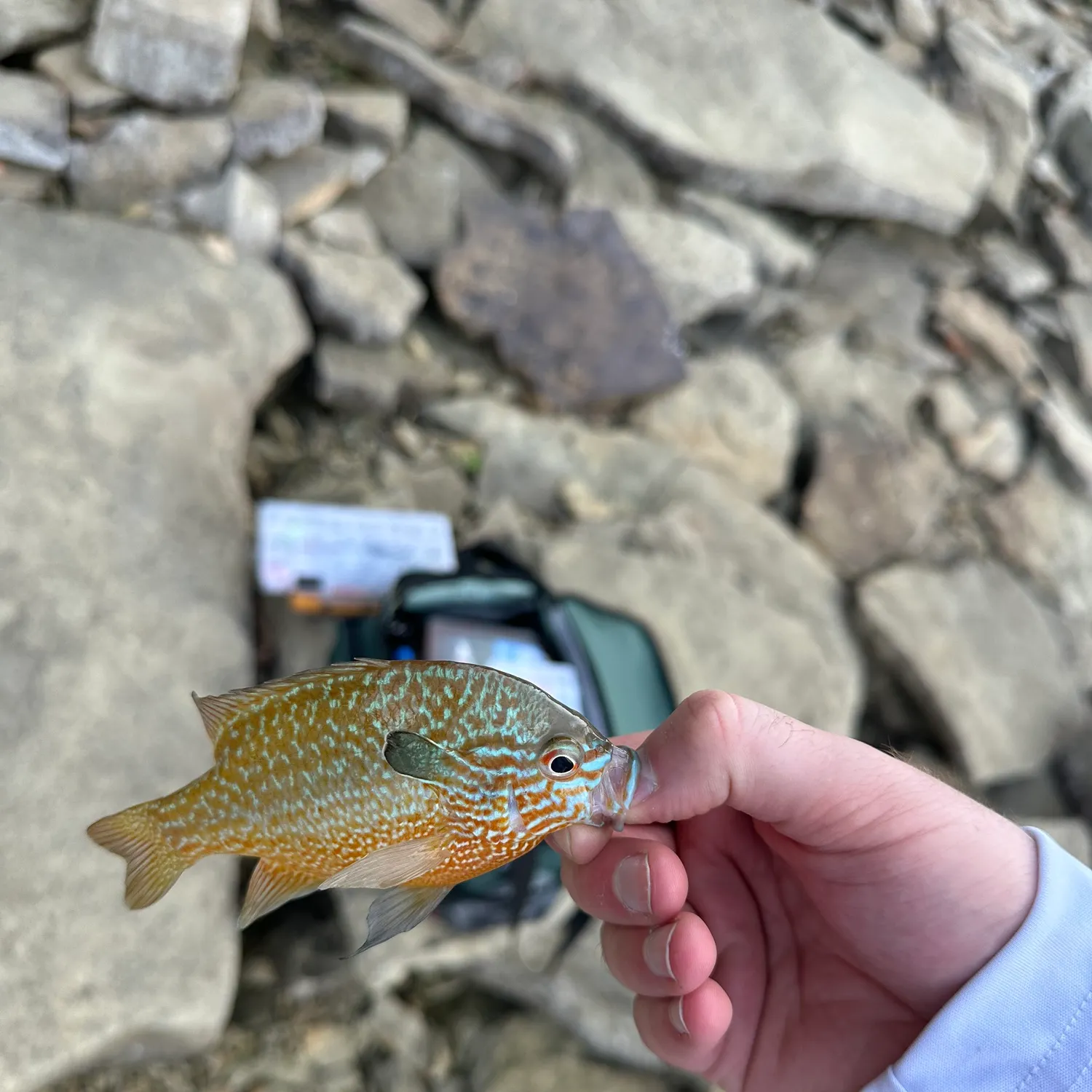 Longear sunfish caught on Fishbrain