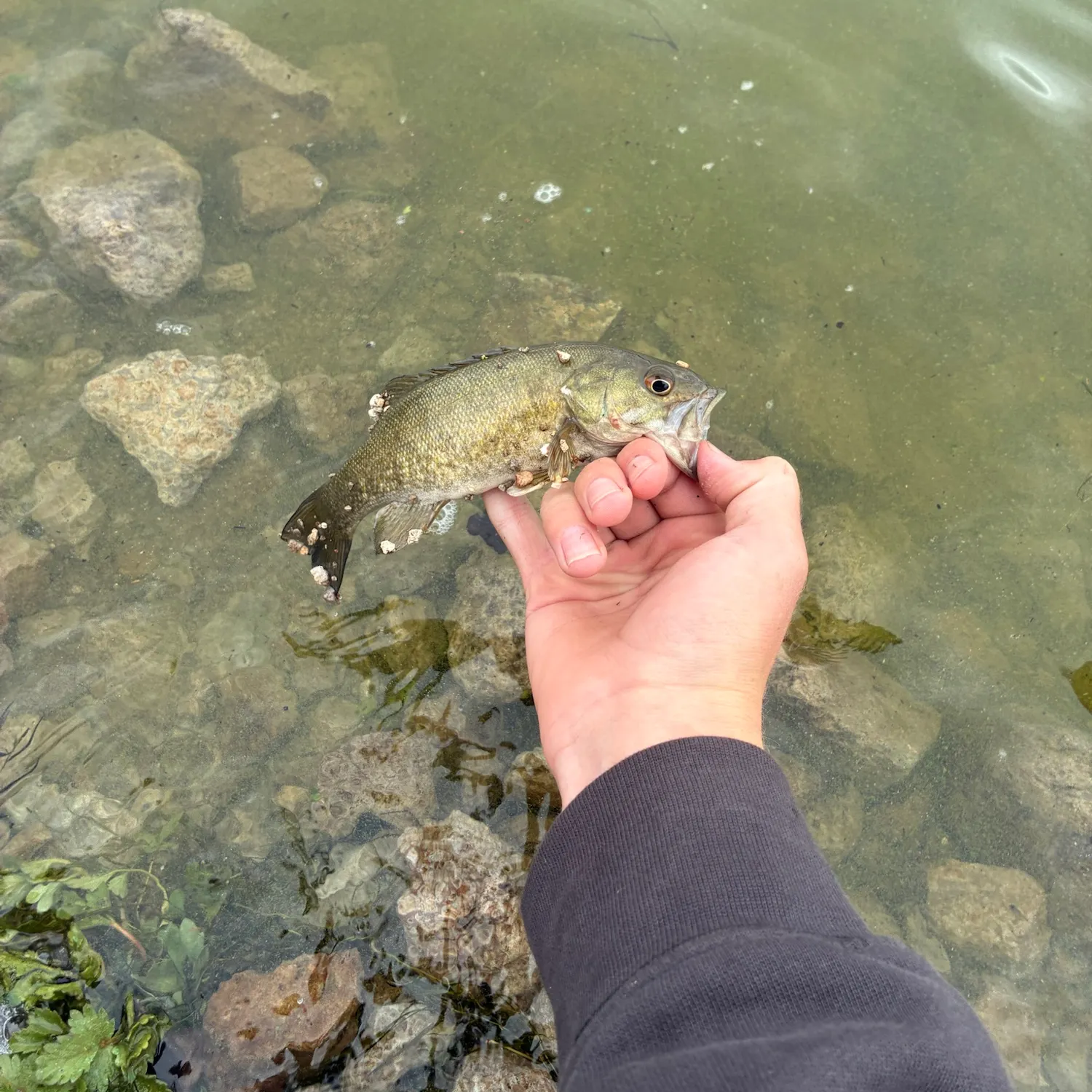Smallmouth bass caught on Fishbrain