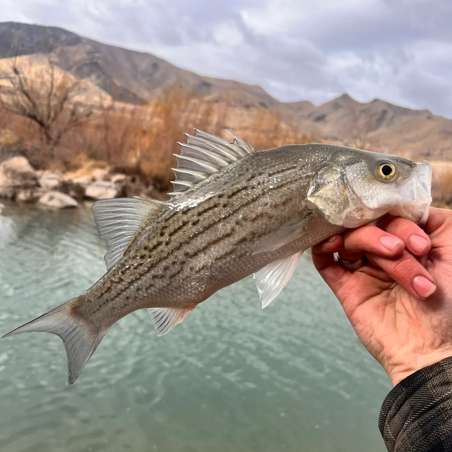 angler catch