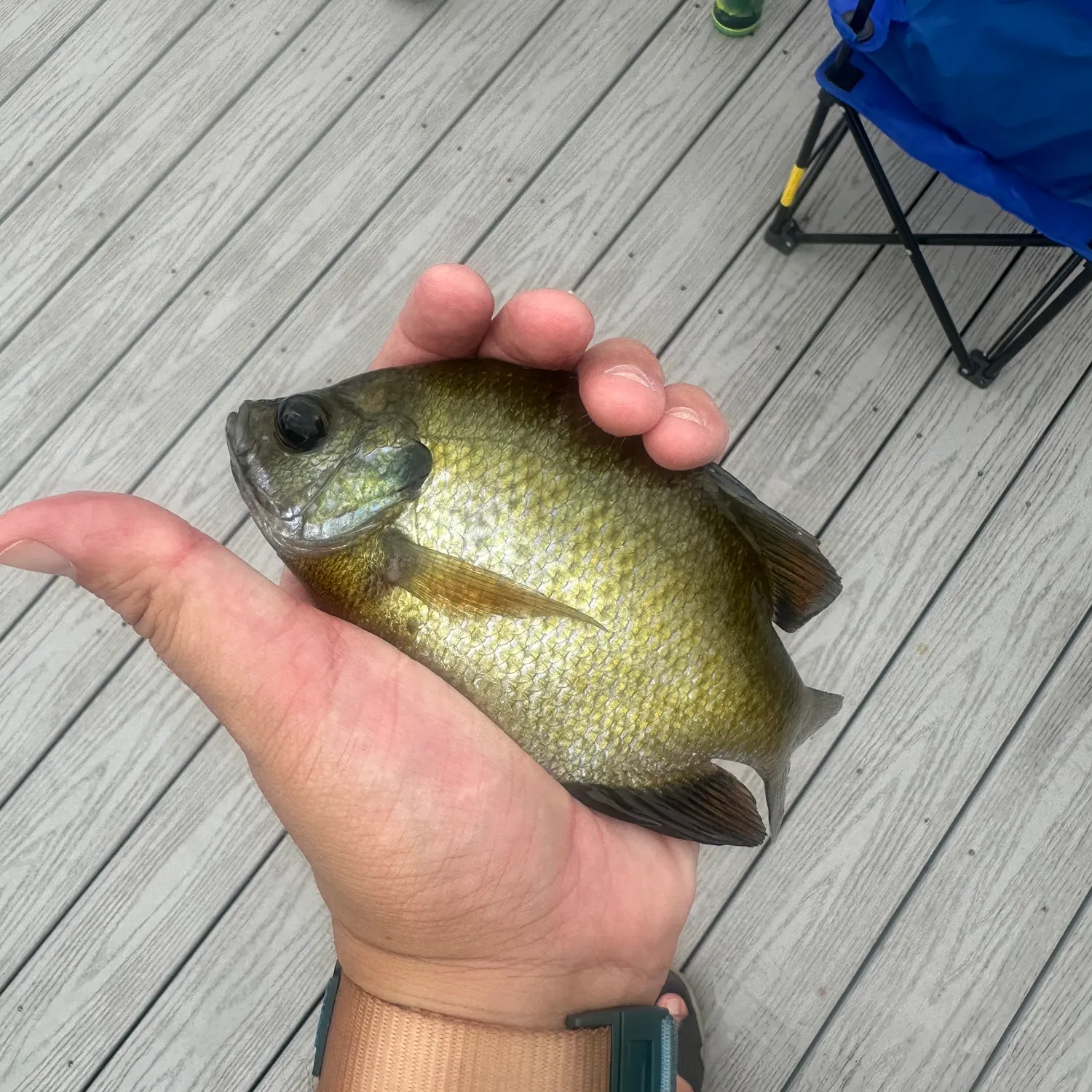 Bluegill caught on Fishbrain