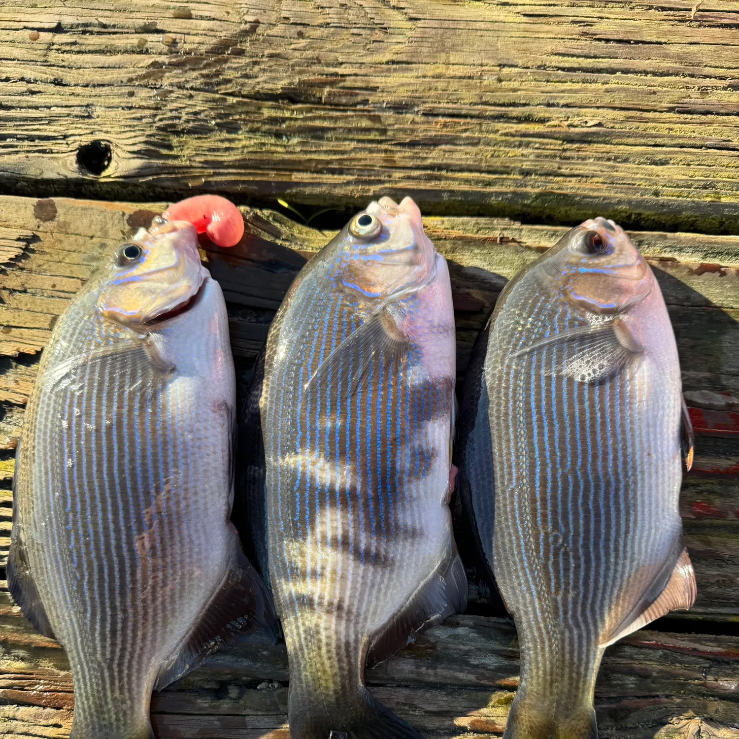 recently logged catches