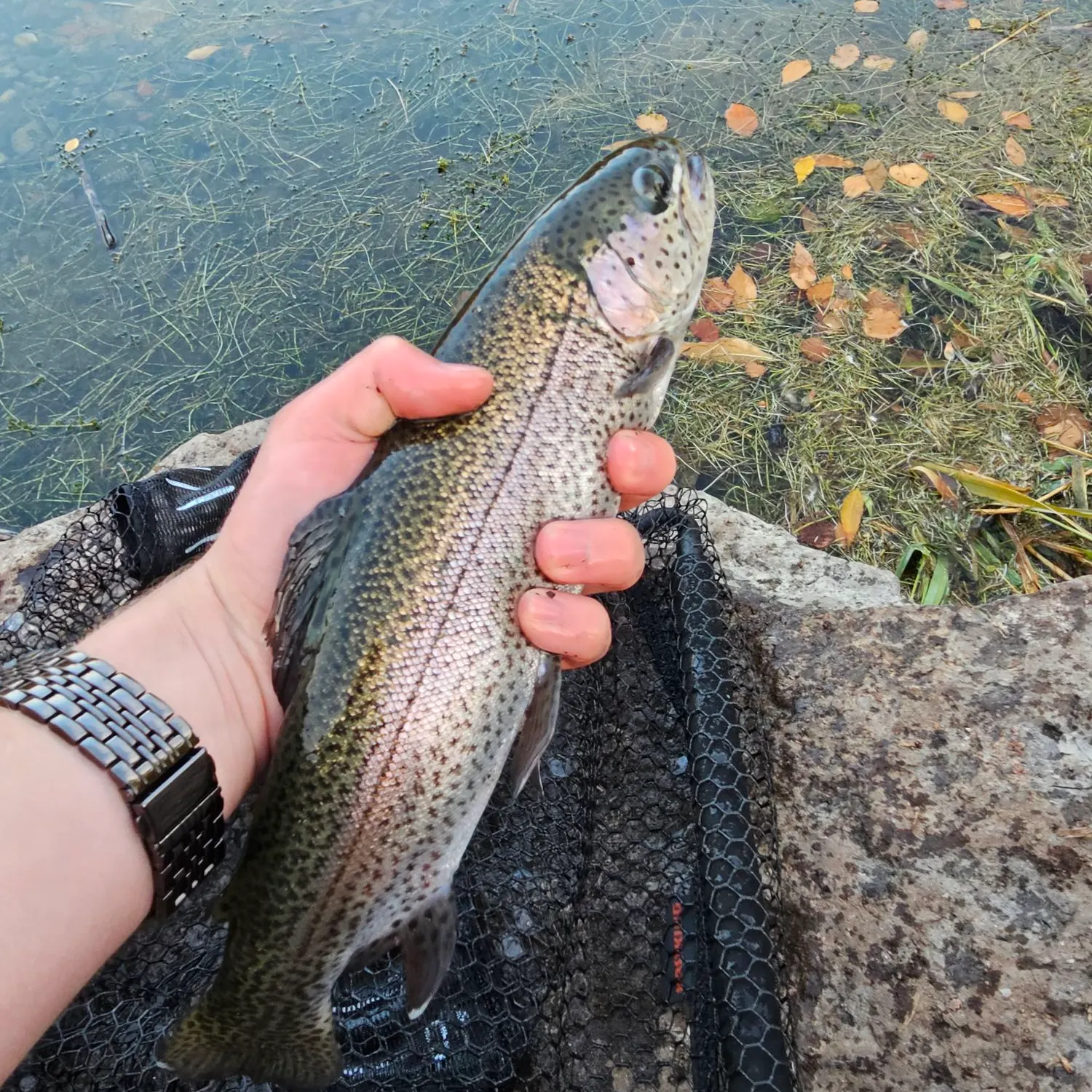Rainbow trout caught on Fishbrain