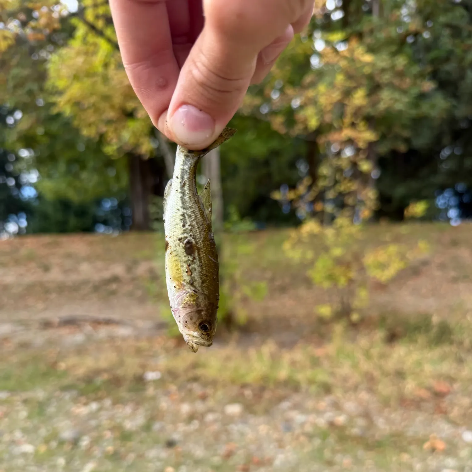 Fish caught on Fishbrain