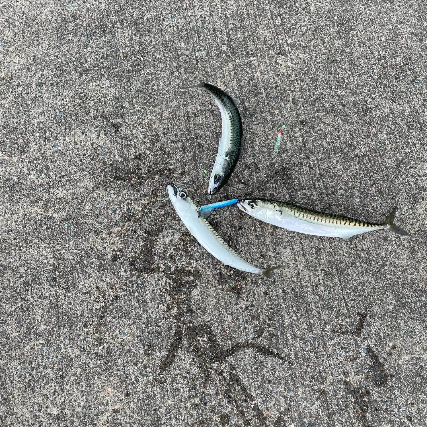 Atlantic mackerel caught on Fishbrain