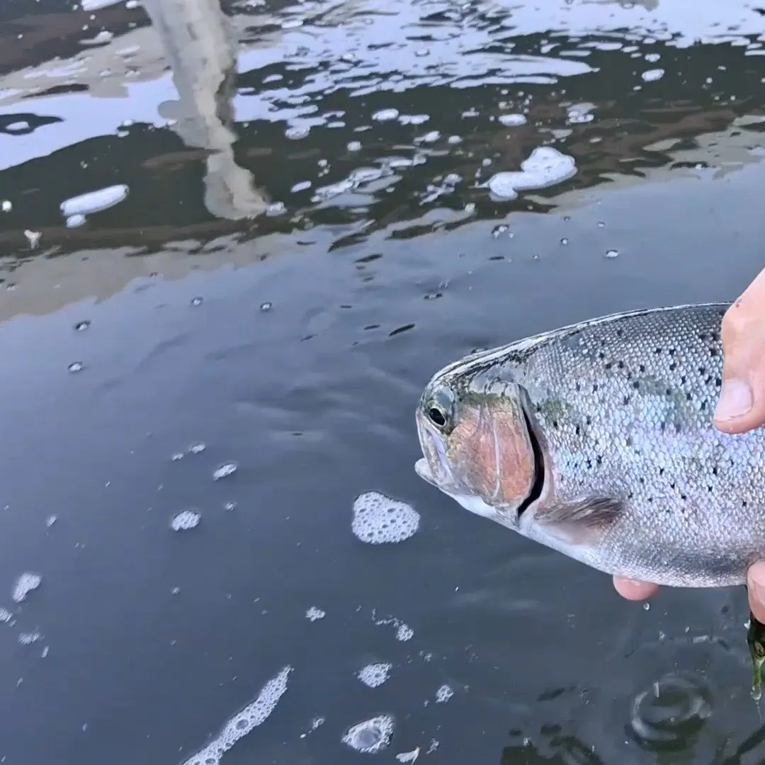 Rainbow trout caught on Fishbrain