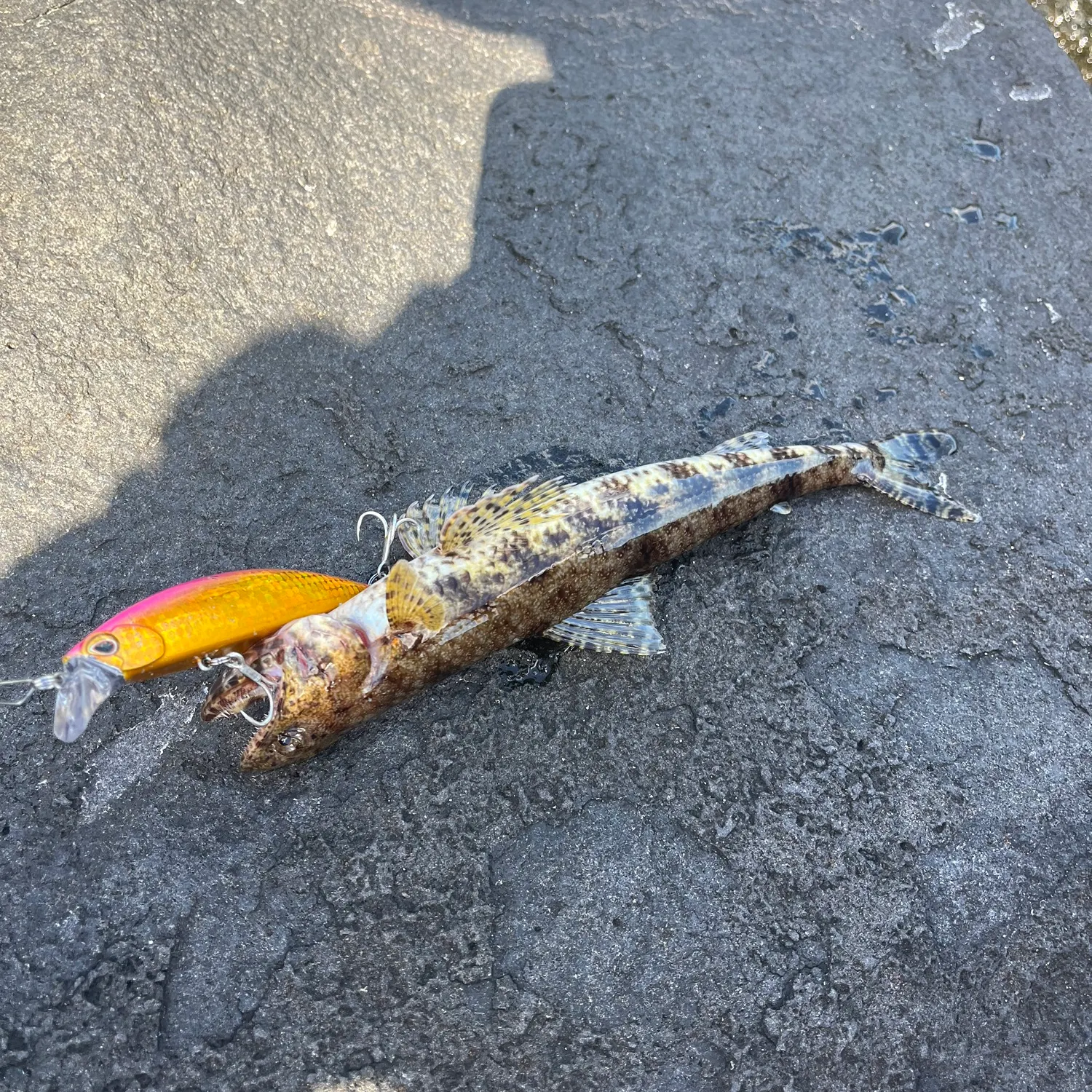 recently logged catches