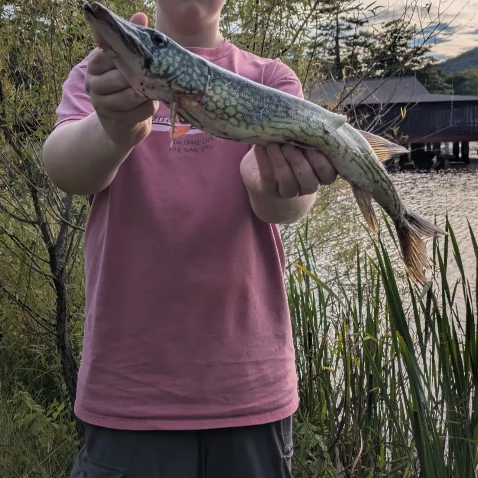 Chain pickerel caught on Fishbrain
