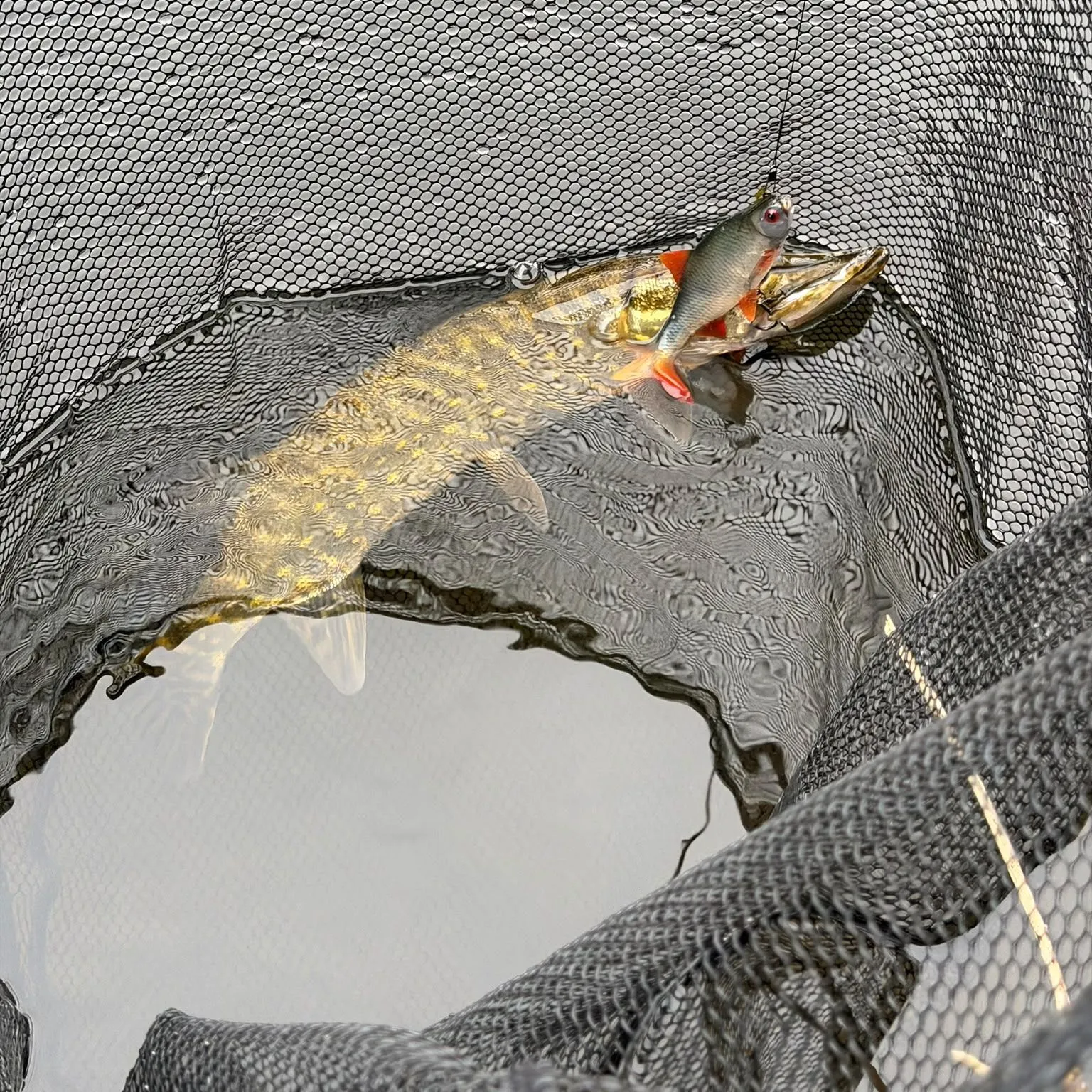 Northern pike caught on Fishbrain
