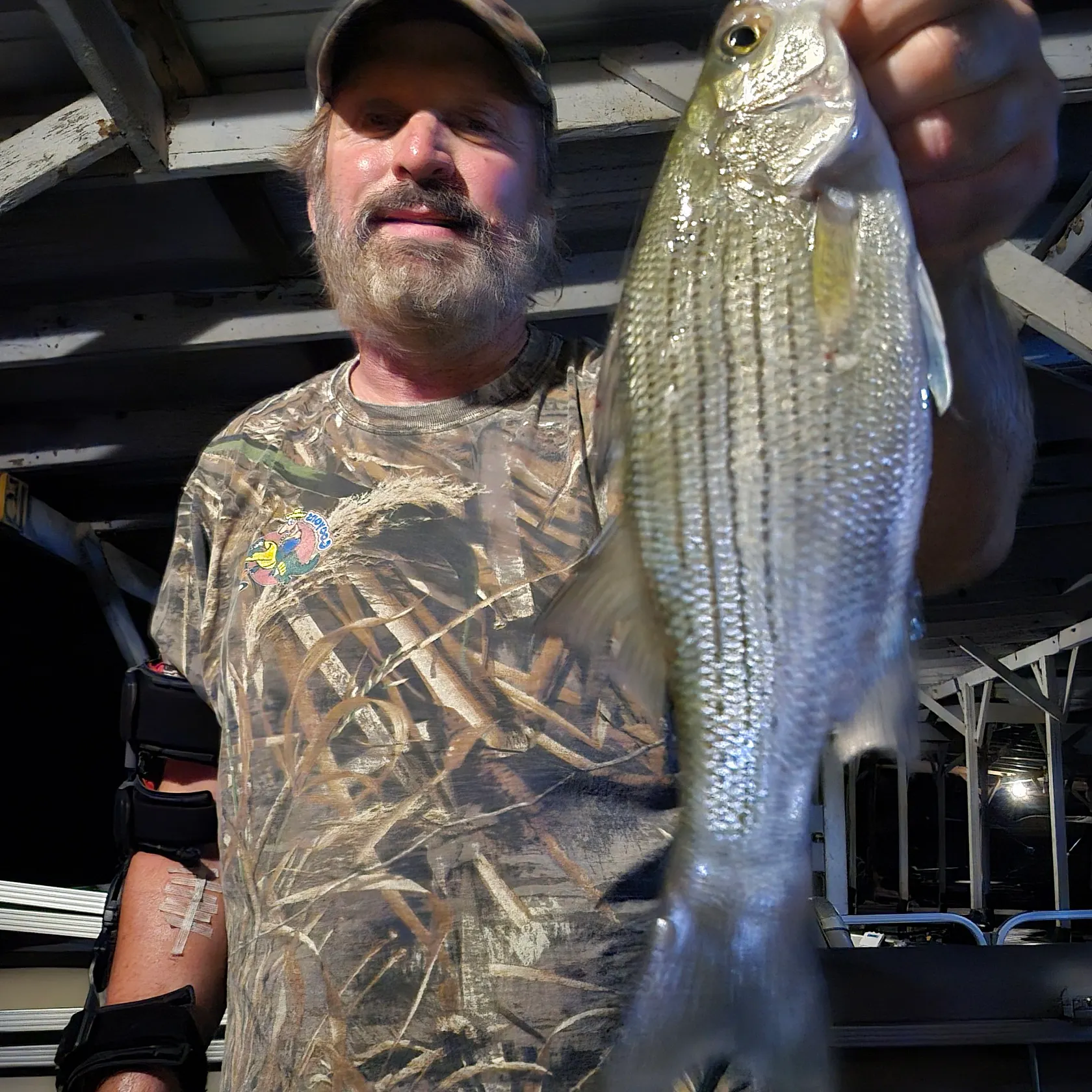 White bass caught on Fishbrain
