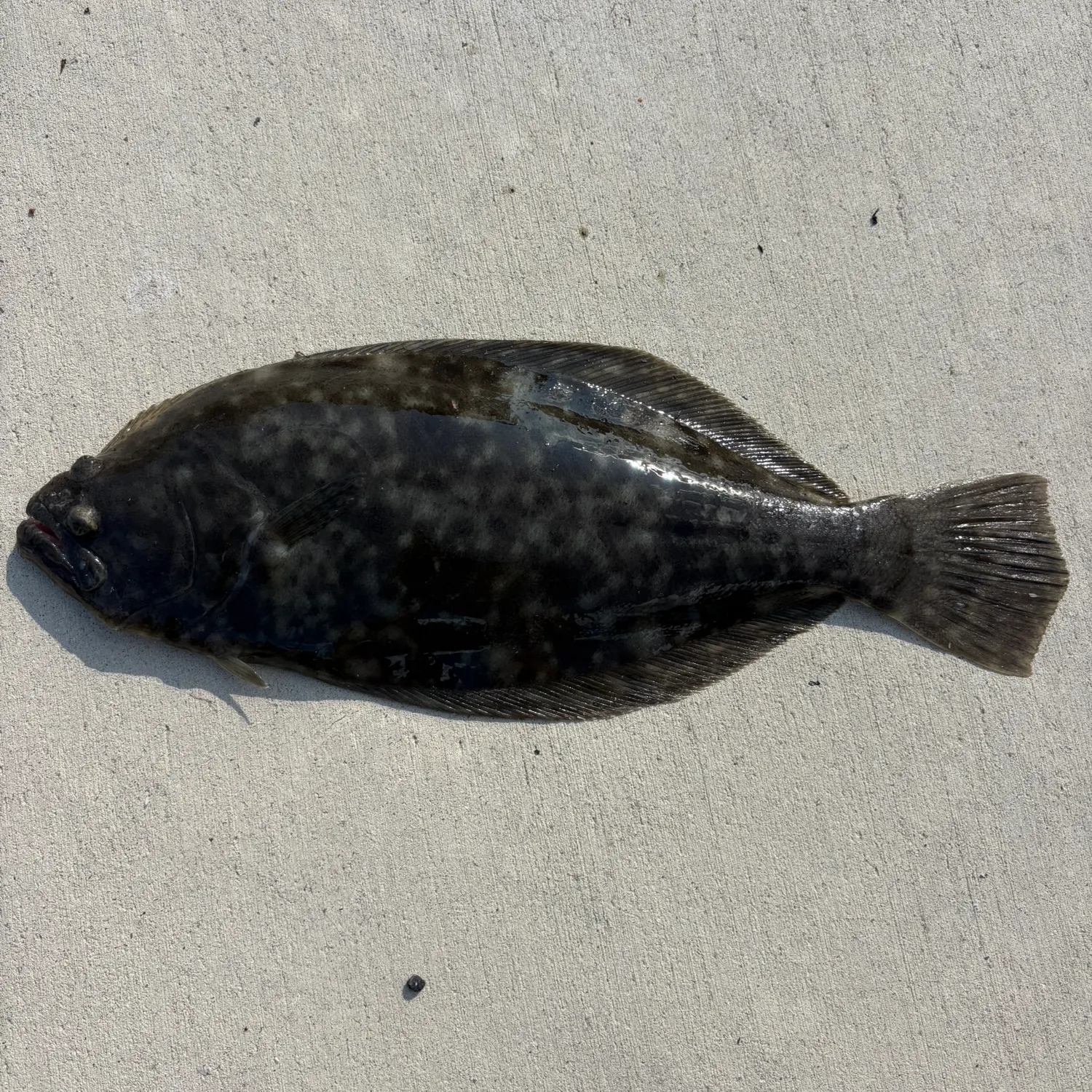 Summer flounder caught on Fishbrain