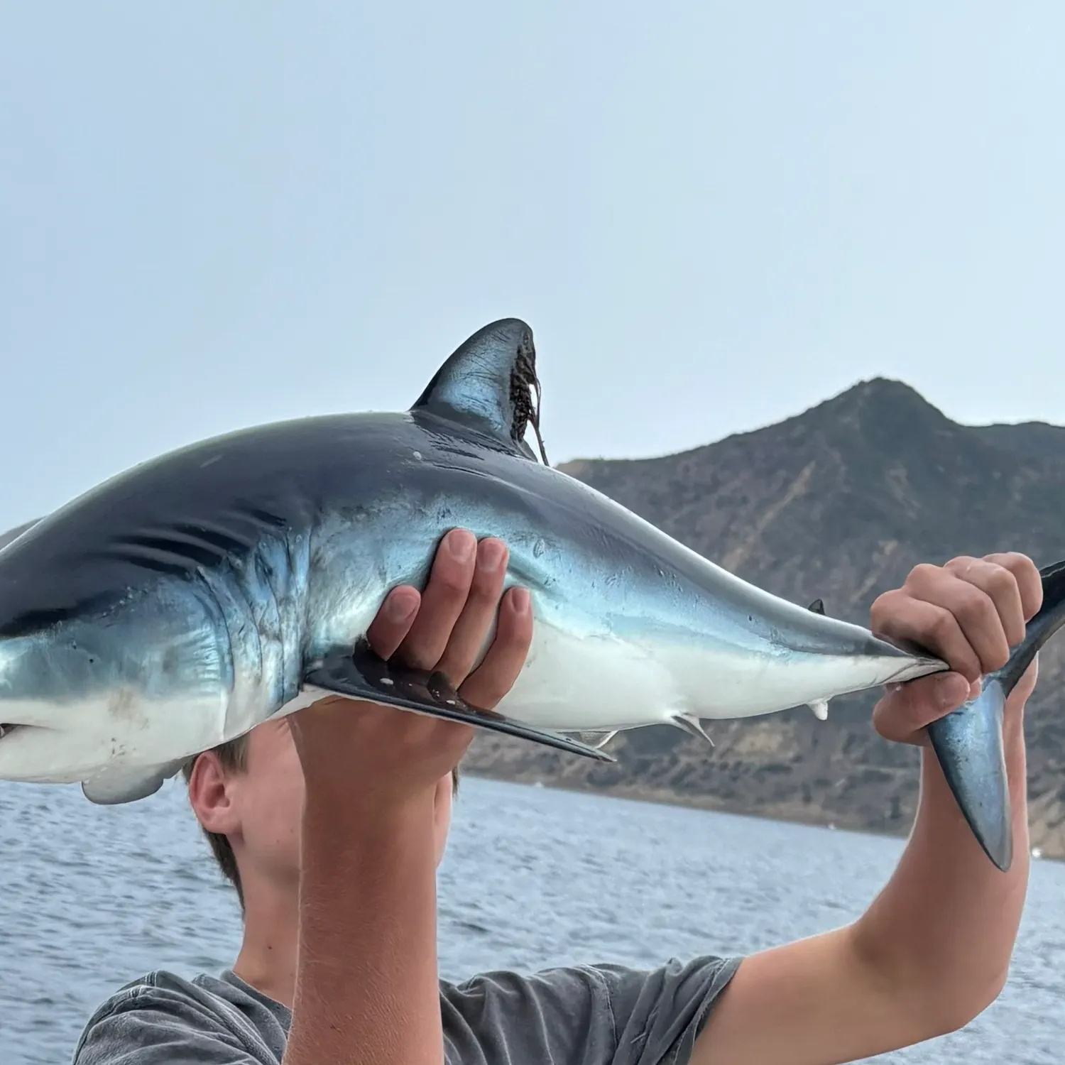 The most recent Shortfin mako shark catches on Fishbrain