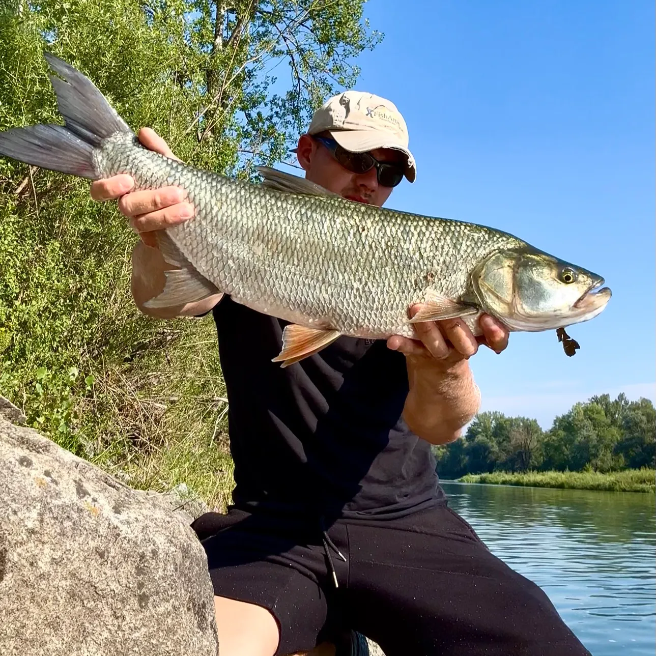 The most recent Asp catches on Fishbrain