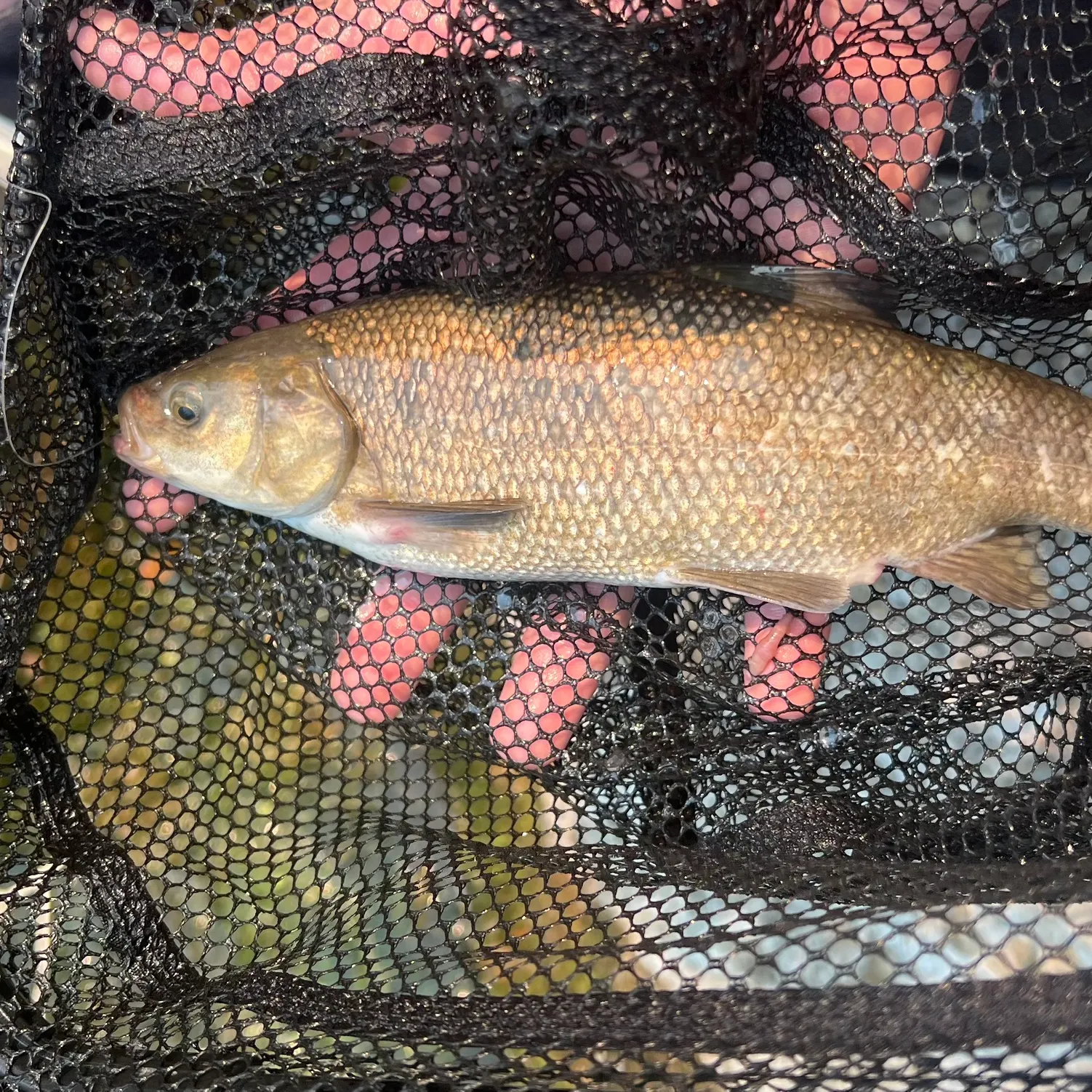 The most recent Utah chub catches on Fishbrain