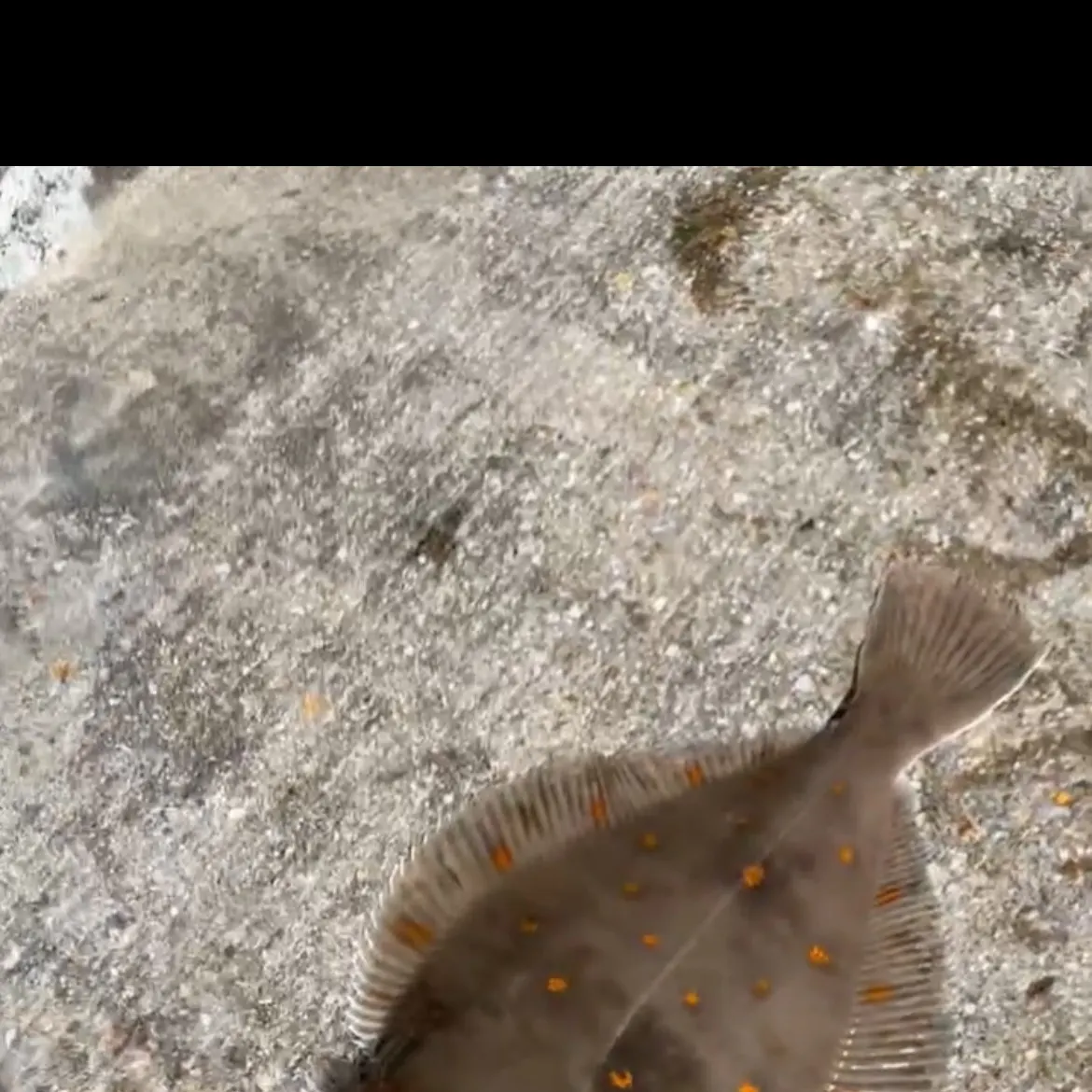 The most recent European plaice catches on Fishbrain