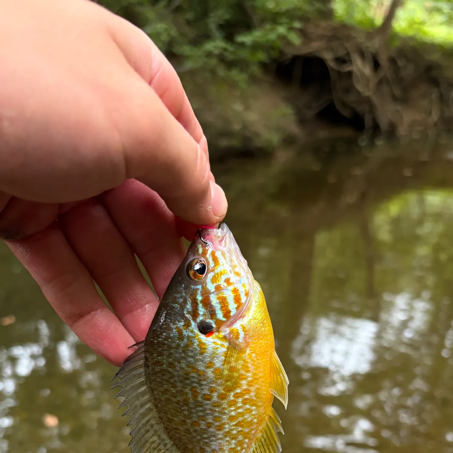 Pumpkinseed caught on Fishbrain