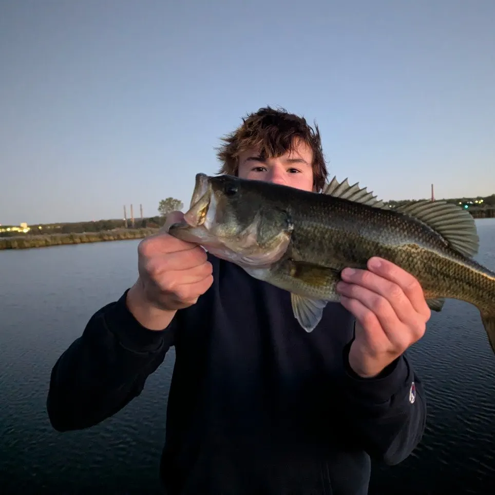 Largemouth bass caught on Fishbrain