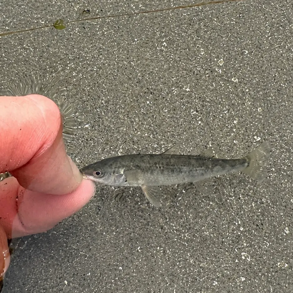 The most recent Three-spined stickleback catches on Fishbrain