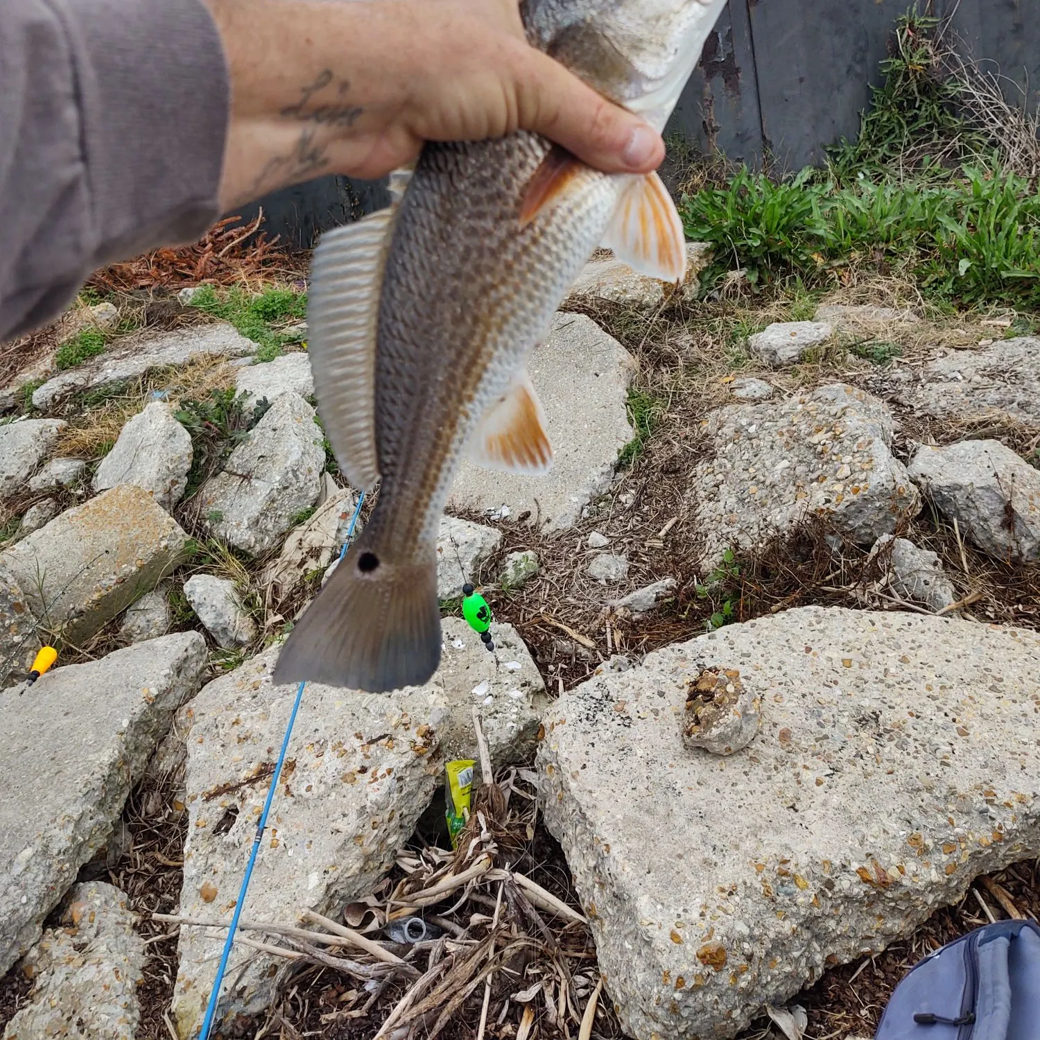The most recent Red drum catches on Fishbrain