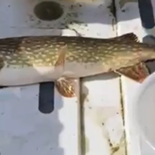 Northern pike caught on Fishbrain
