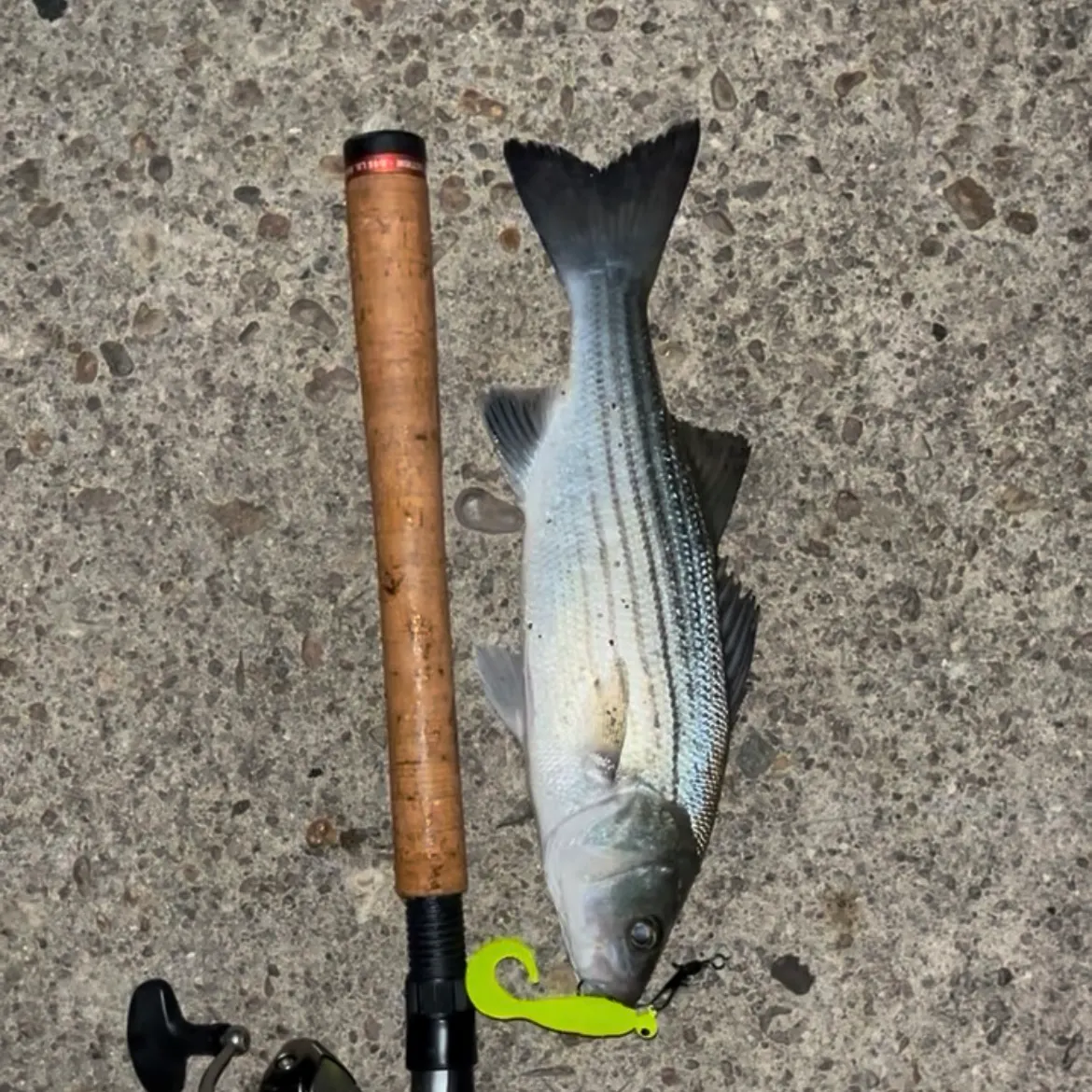 Striped bass caught on Fishbrain