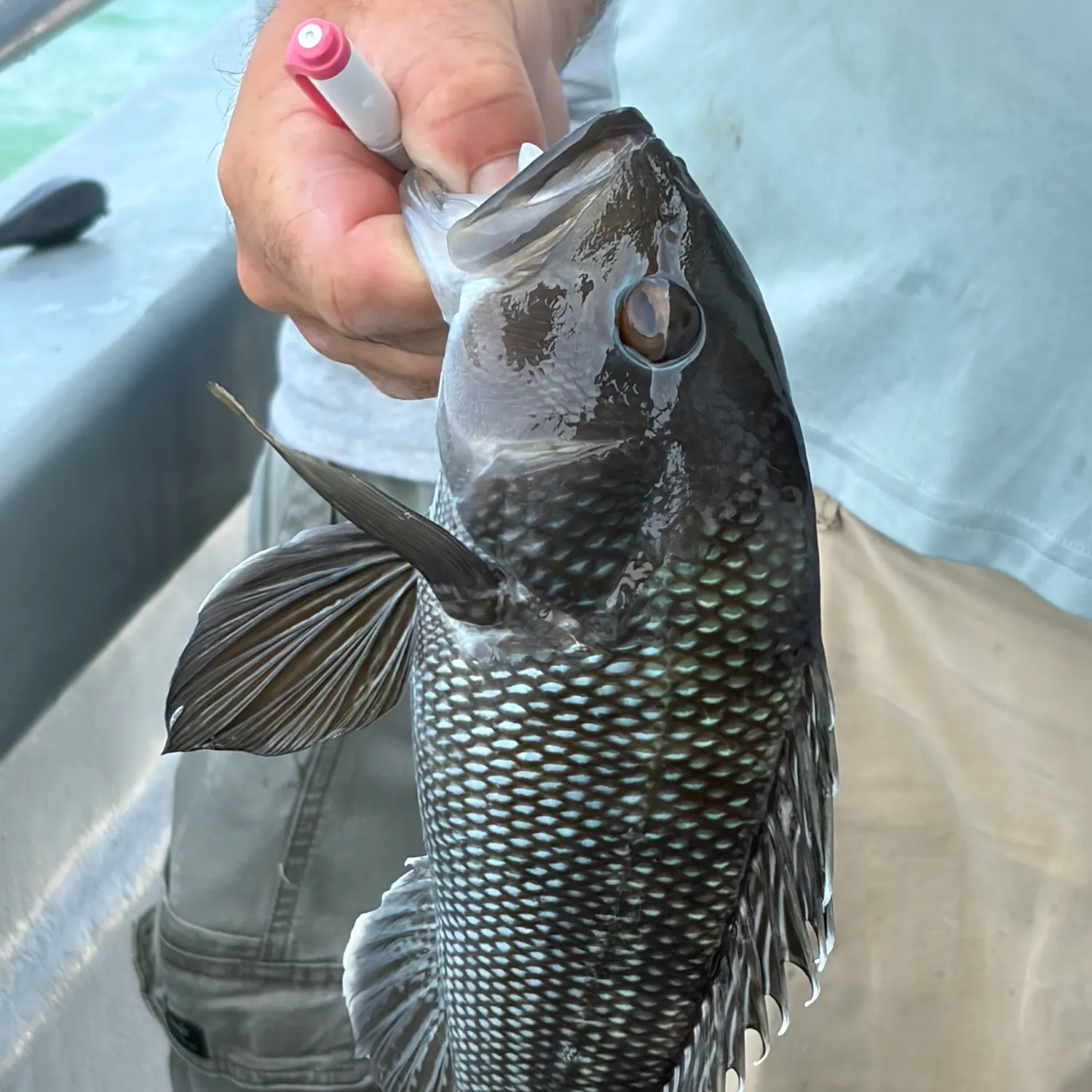 The most recent Black sea bass catches on Fishbrain