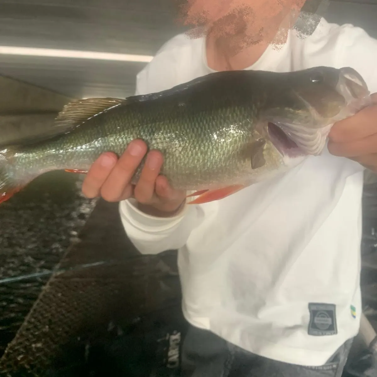 European perch caught on Fishbrain