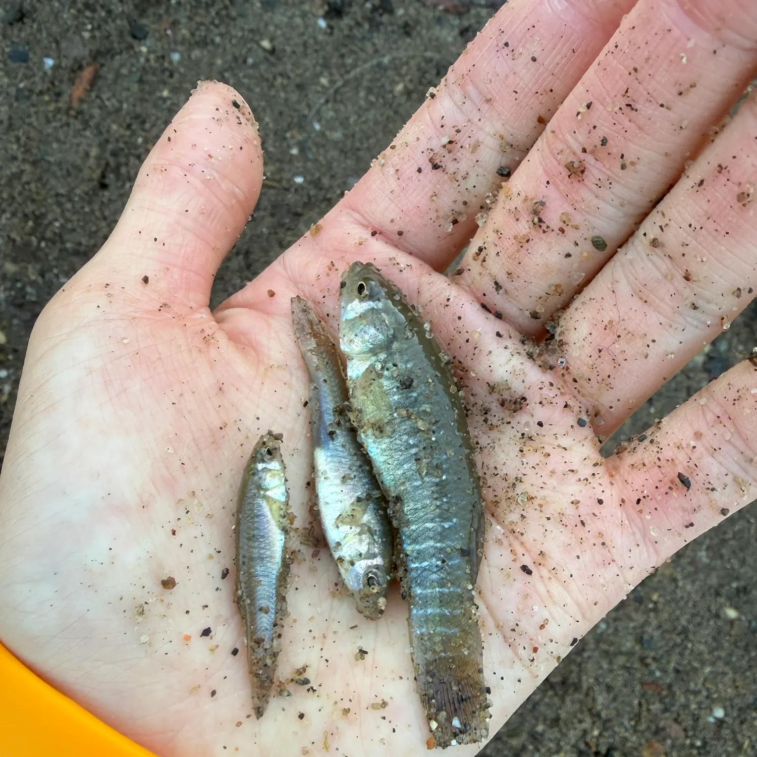 The most recent Central mudminnow catches on Fishbrain