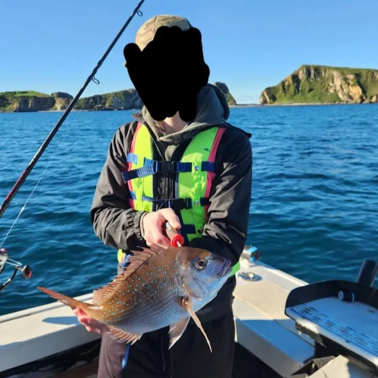 Australasian snapper caught on Fishbrain