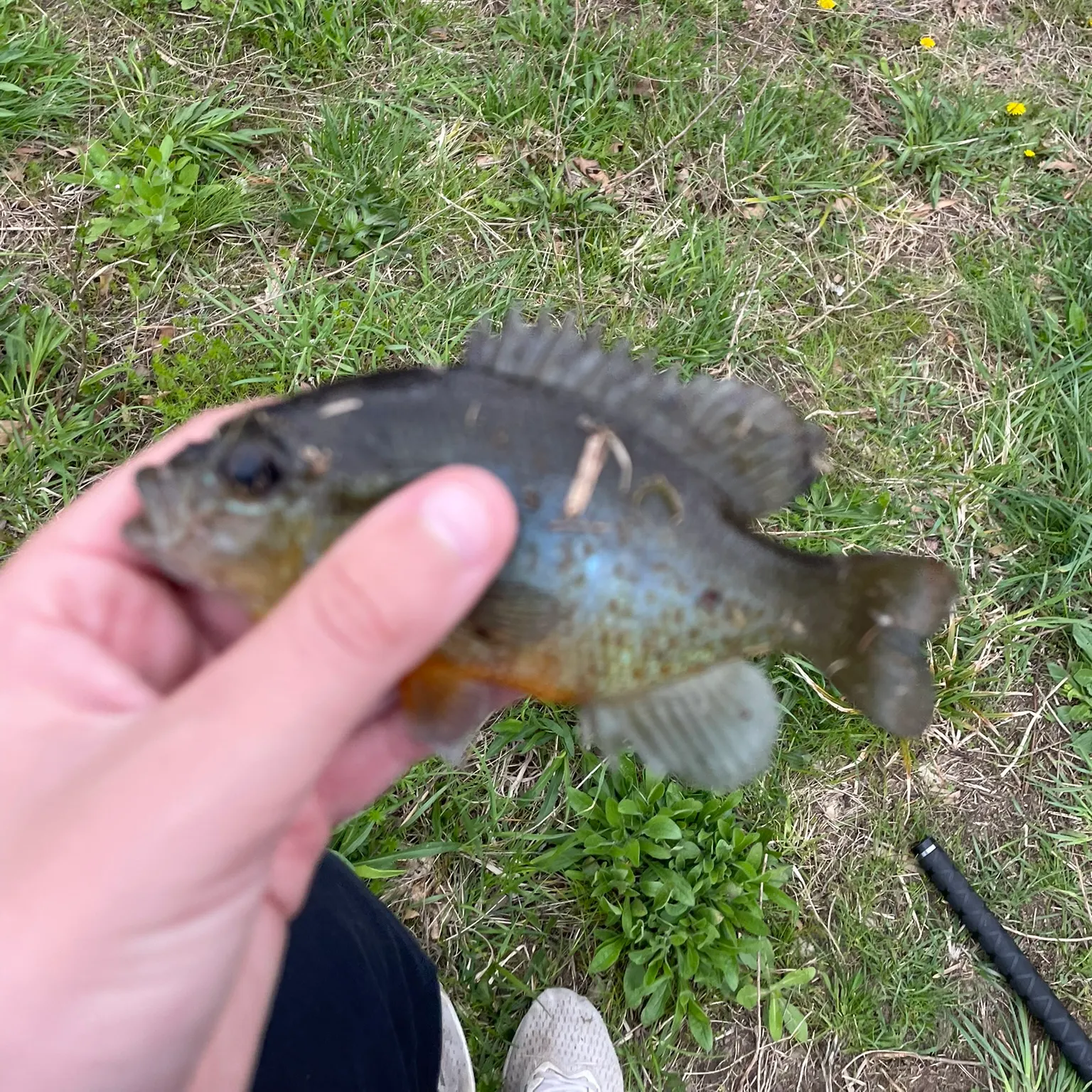 The most recent Orangespotted sunfish catches on Fishbrain