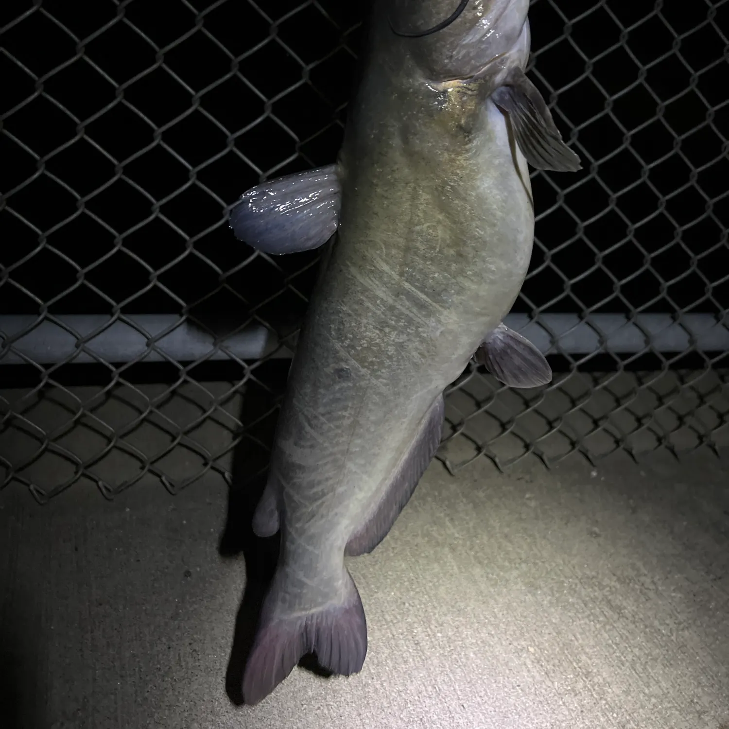 Channel catfish caught on Fishbrain