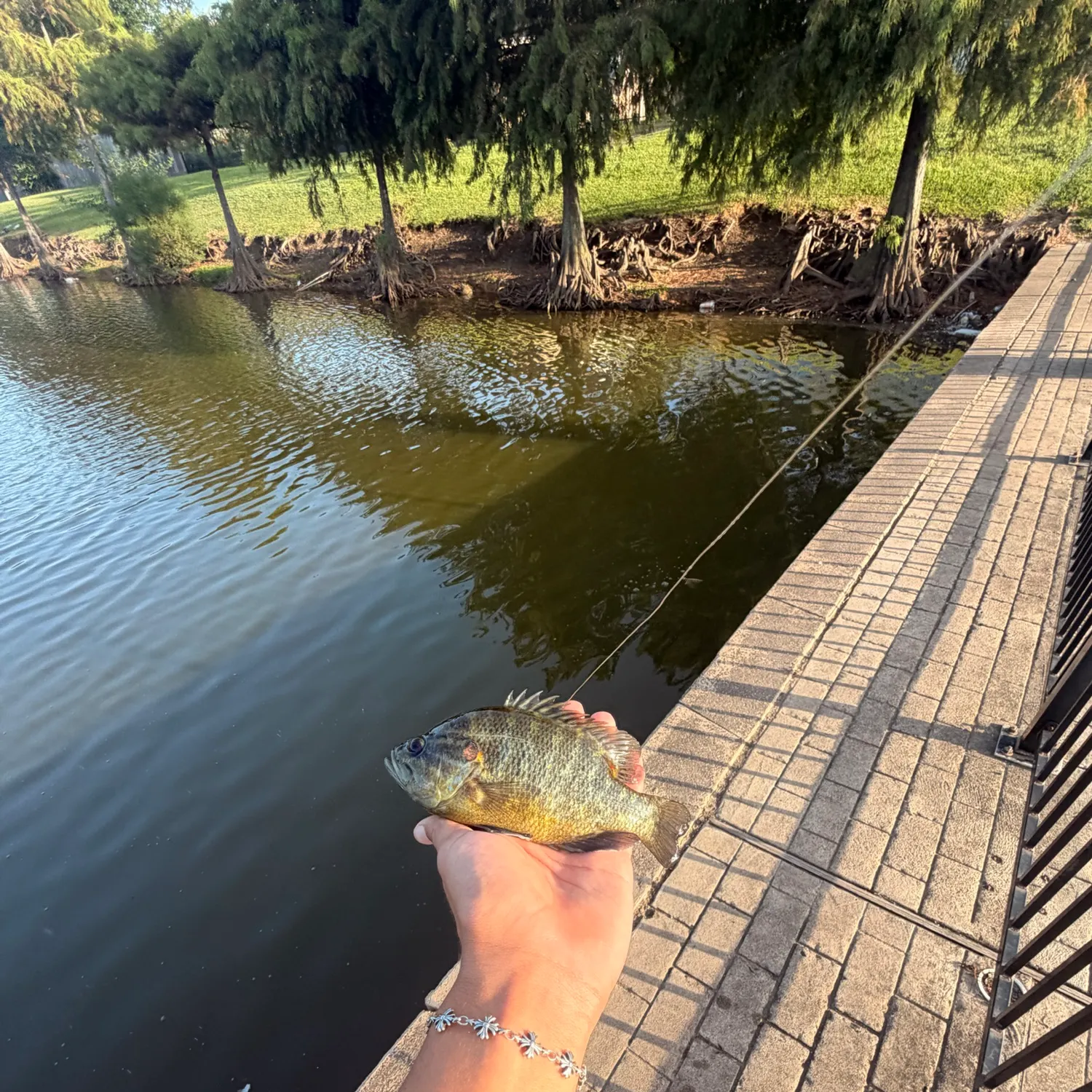 Bluegill caught on Fishbrain