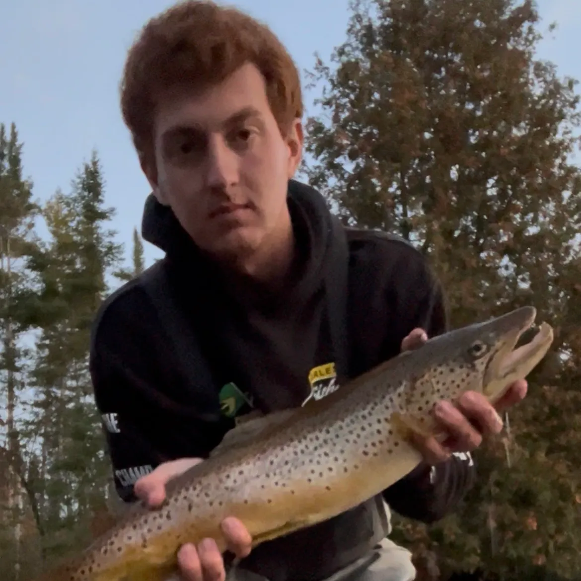 Brown trout caught on Fishbrain