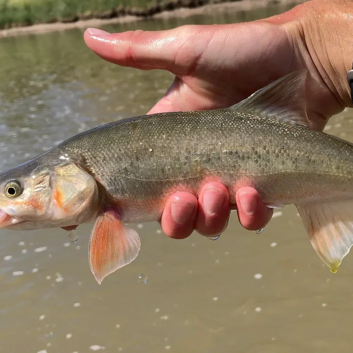 The most recent Roundtail chub catches on Fishbrain