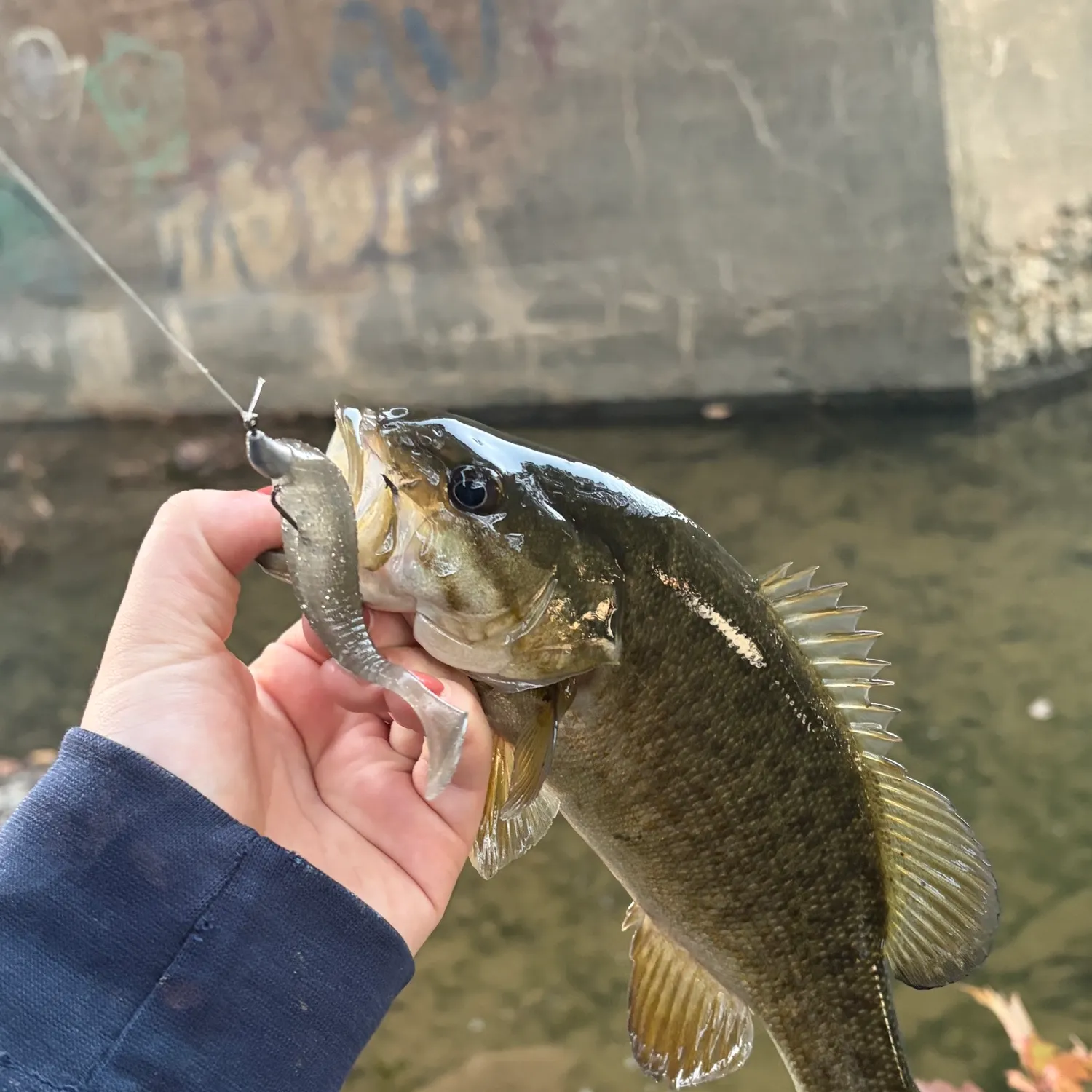 Smallmouth bass caught on Fishbrain