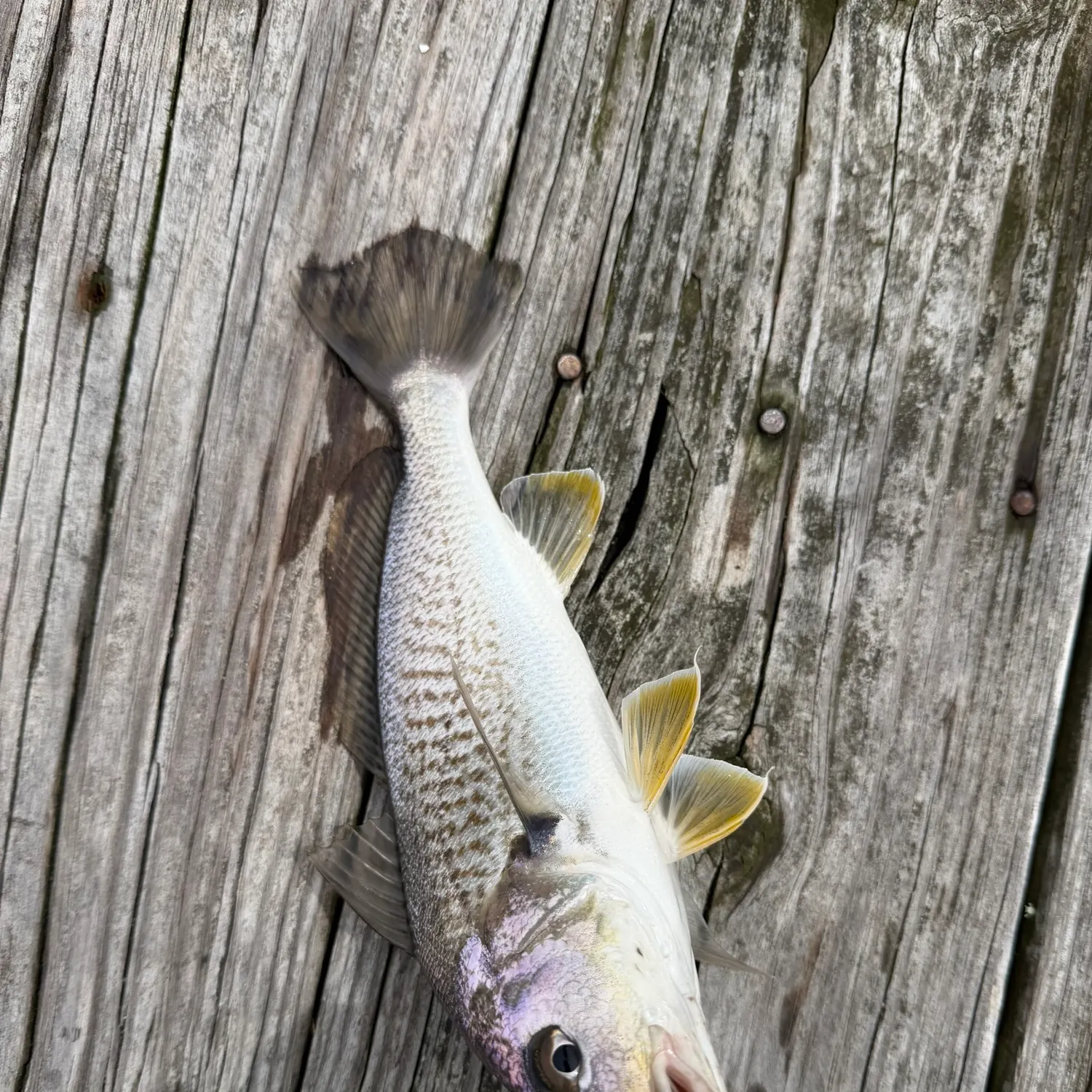 Atlantic croaker caught on Fishbrain