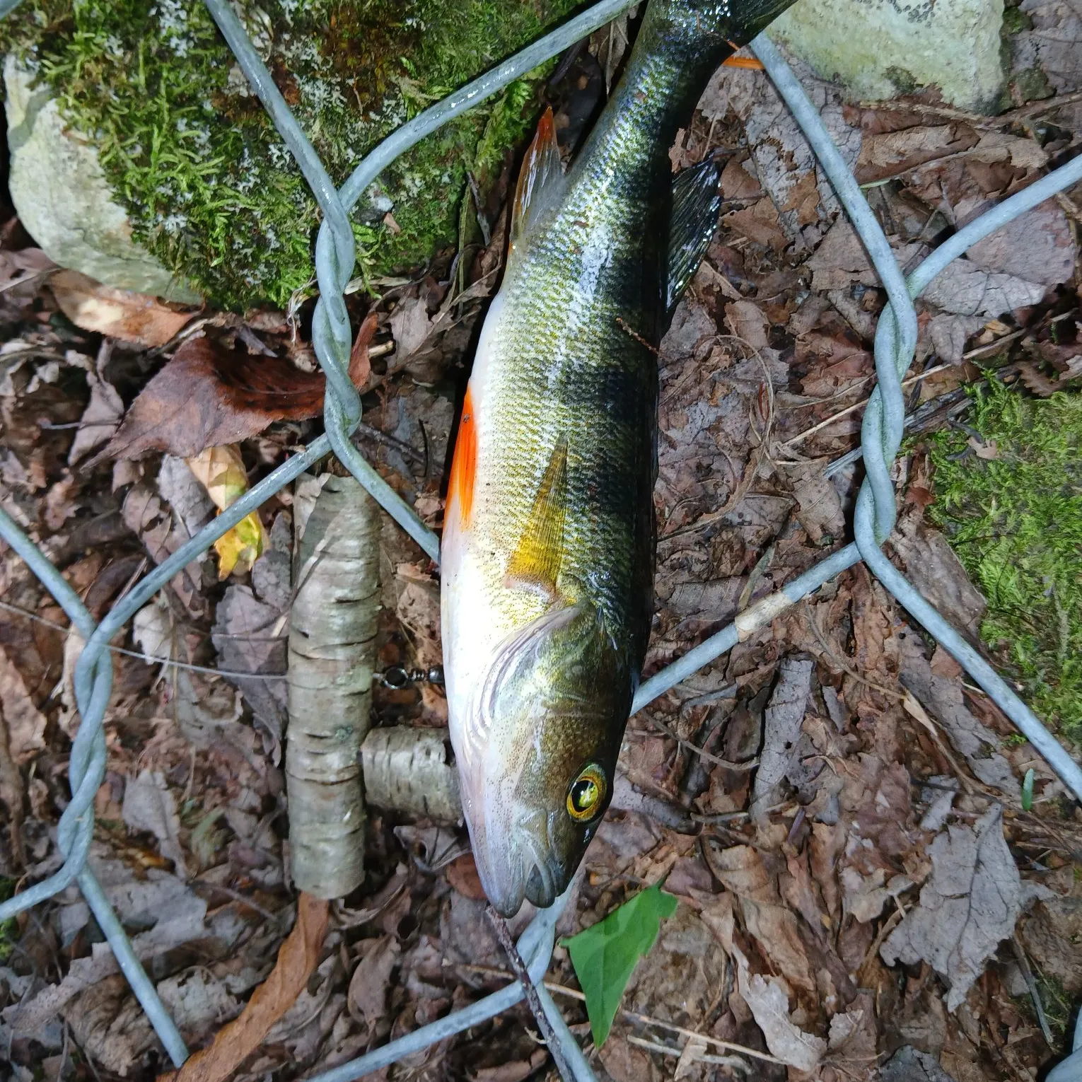 Yellow perch caught on Fishbrain