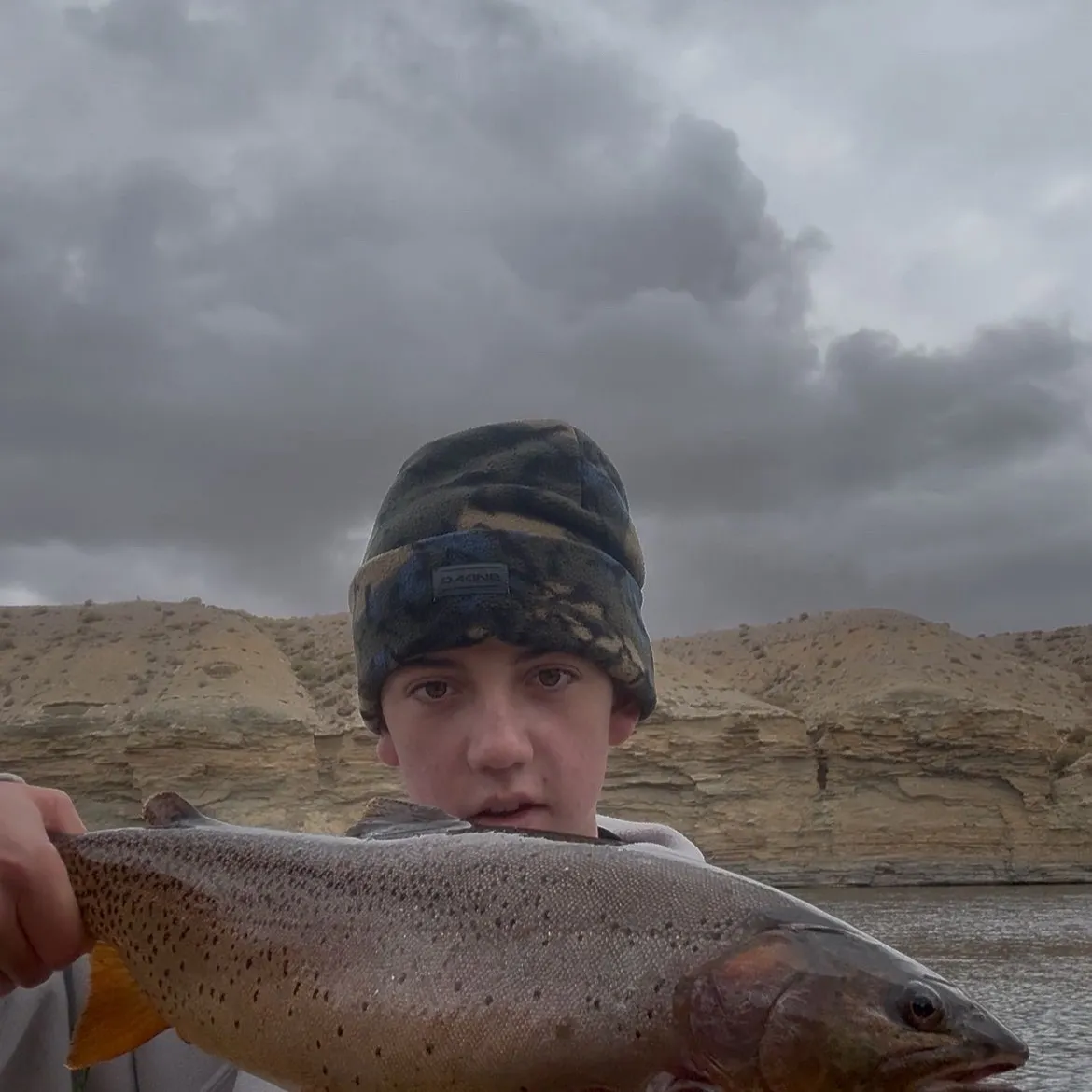 The most recent Yellowstone cutthroat trout catches on Fishbrain