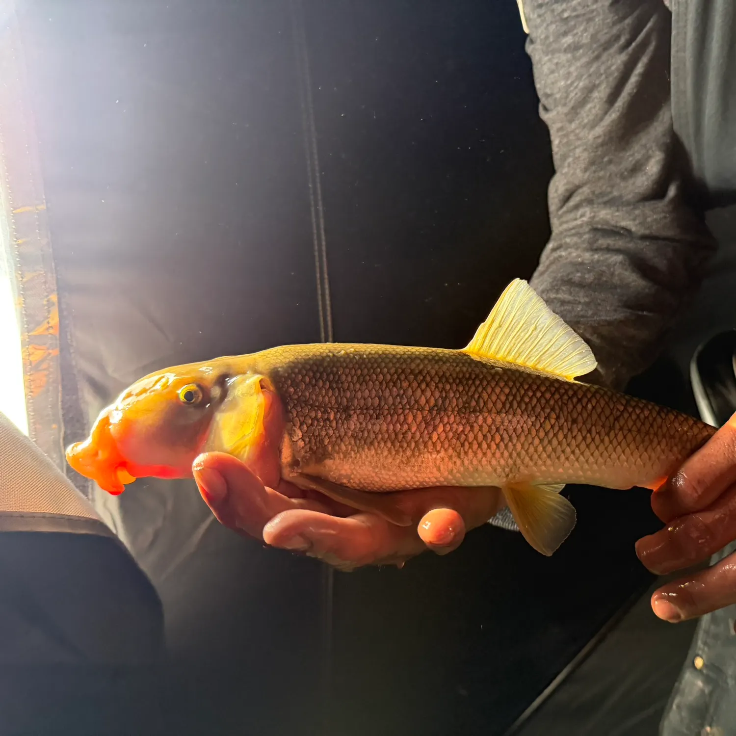 The most recent White sucker catches on Fishbrain