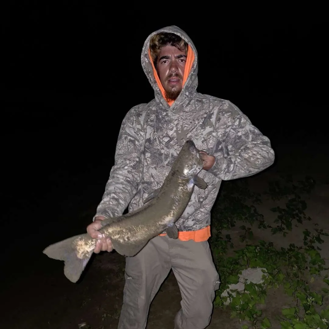 Blue catfish caught on Fishbrain