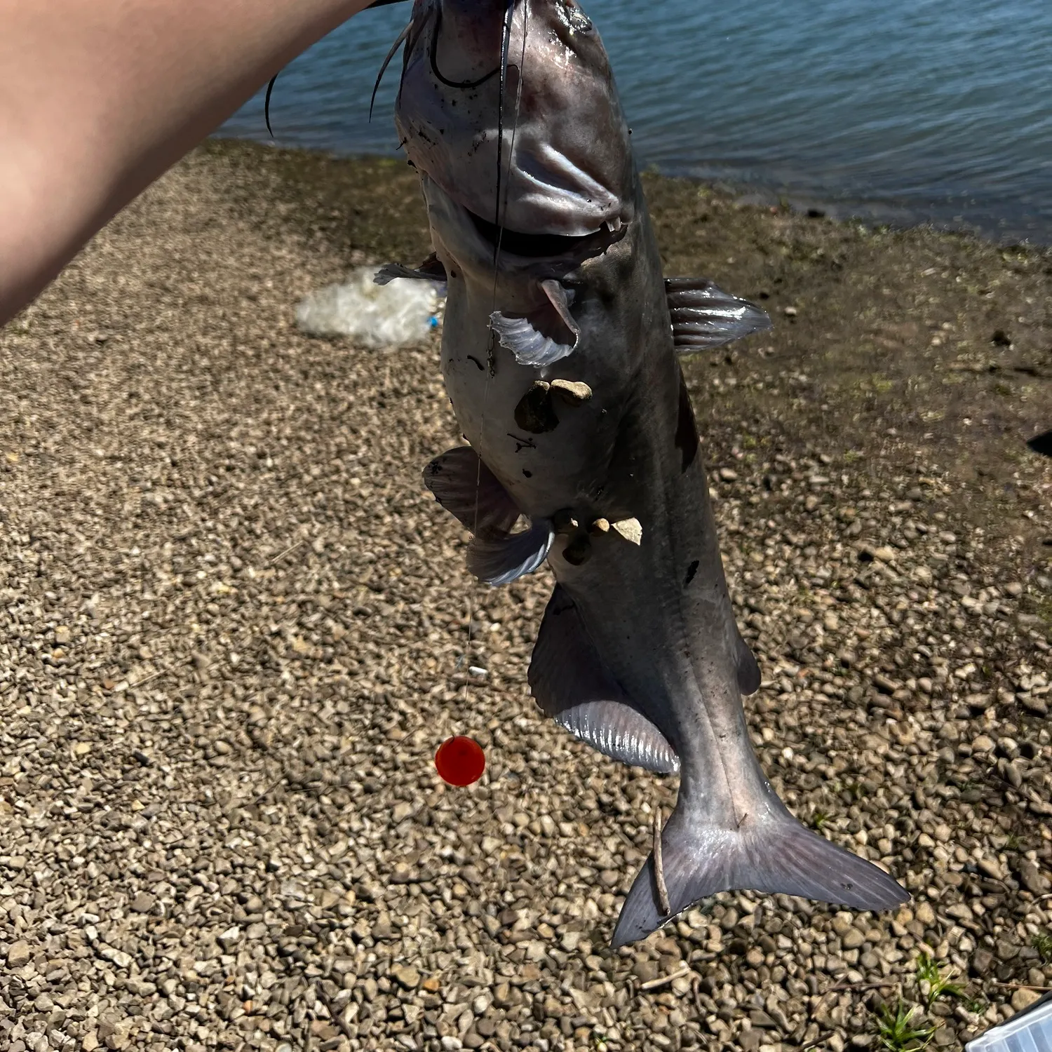 Blue catfish caught on Fishbrain